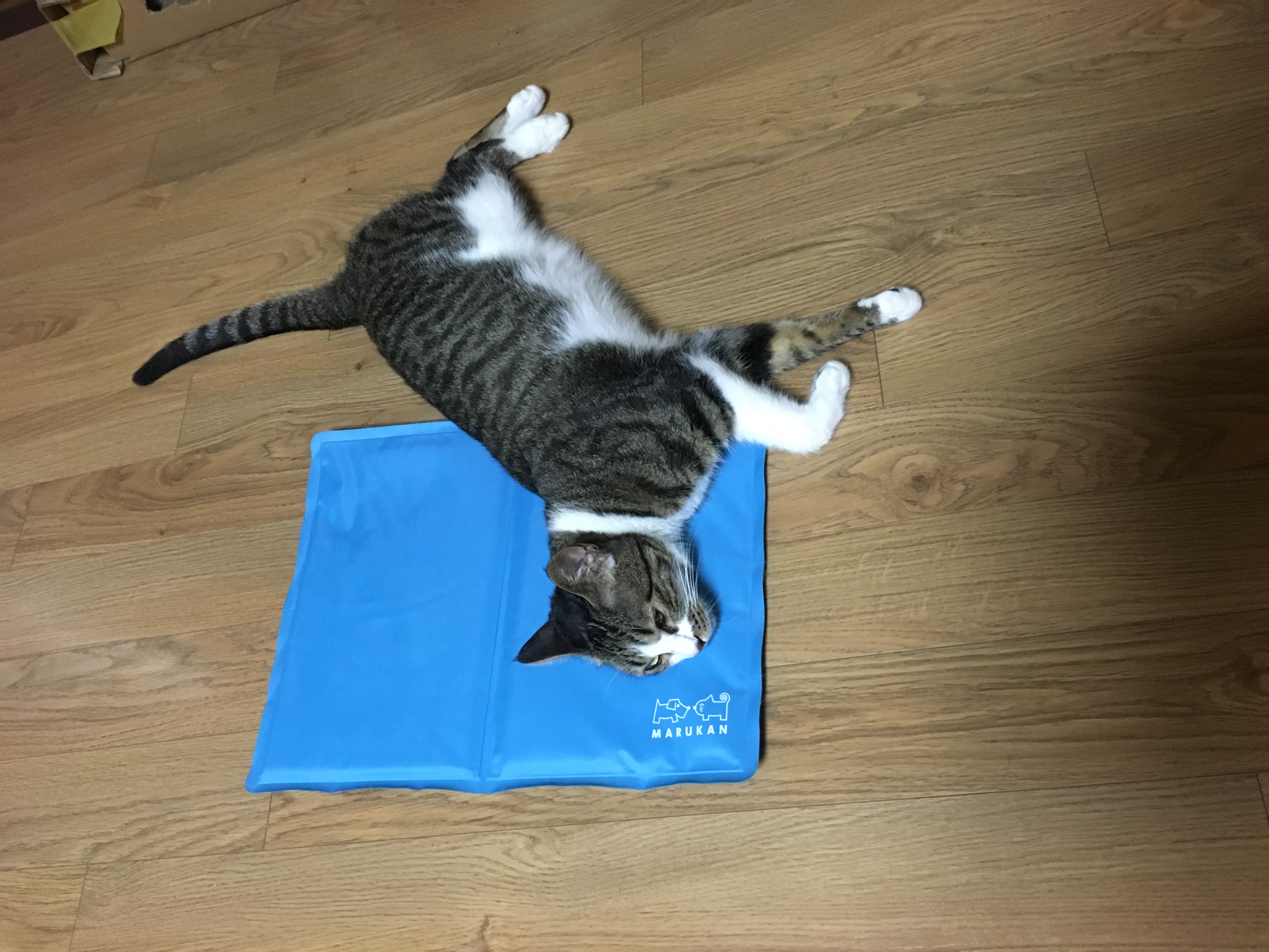 호야 느무 더워여 ㅠㅠ