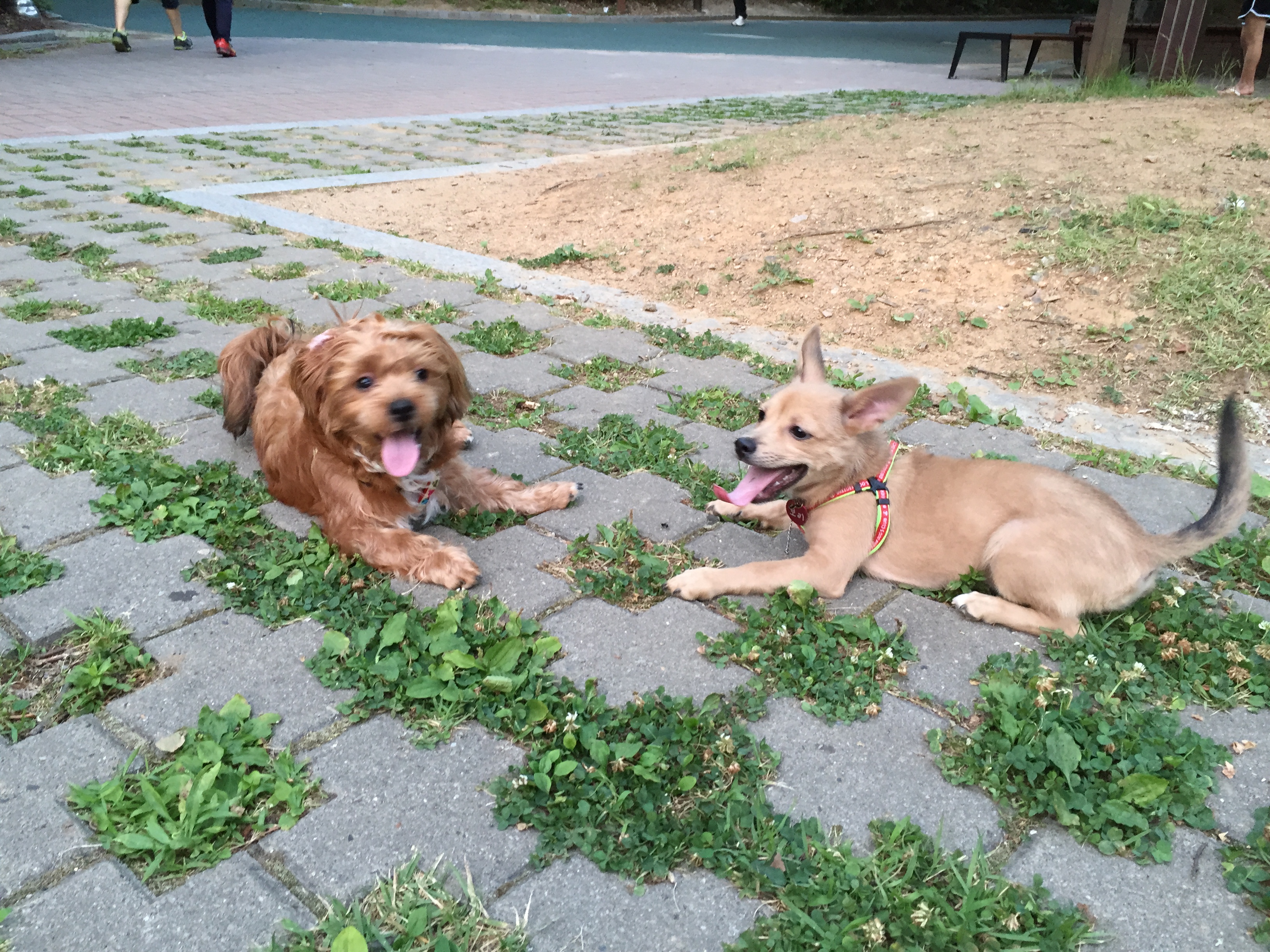 보리(하이네 육남매 중 태희) 입양 후기 3