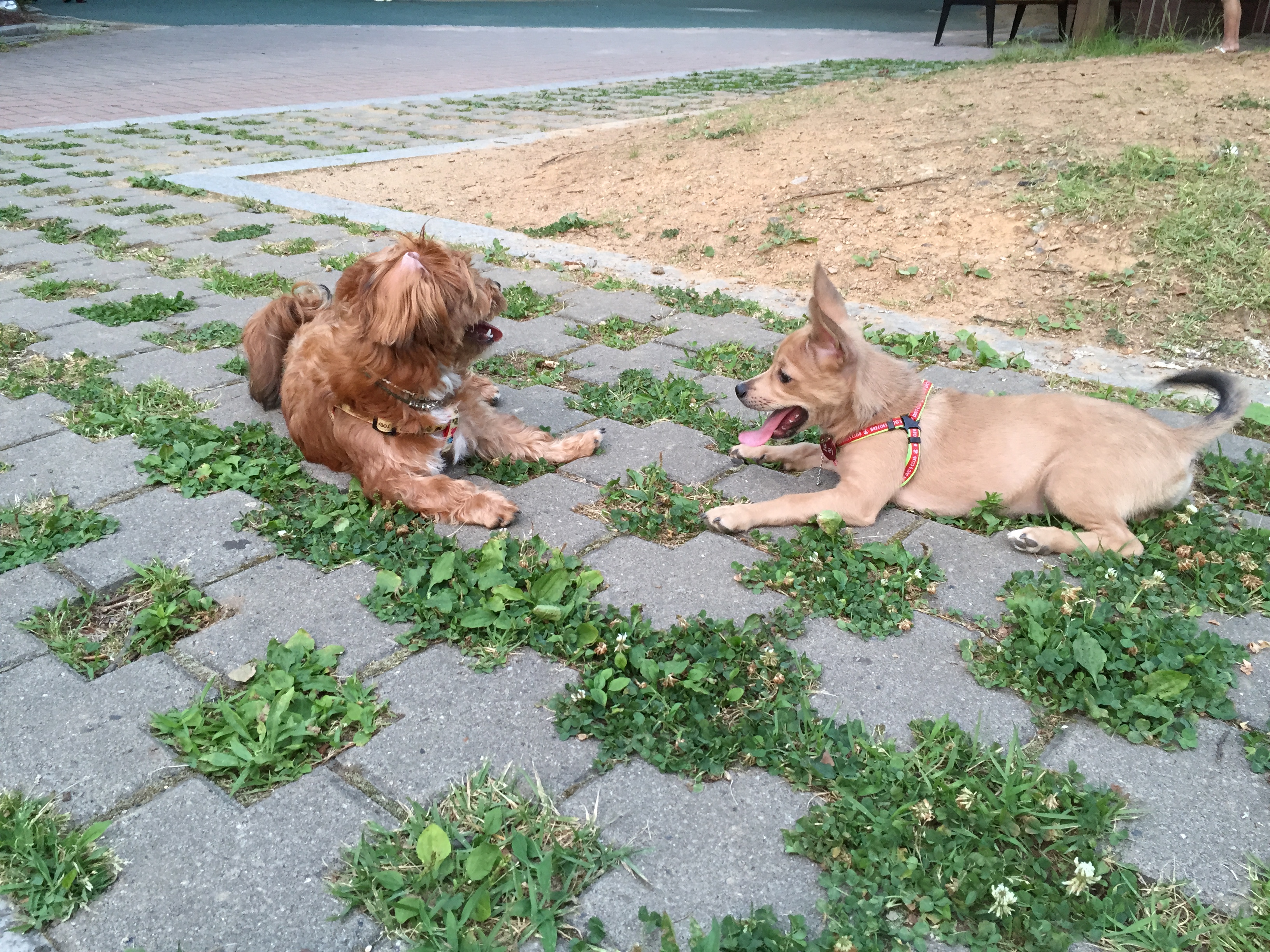 보리(하이네 육남매 중 태희) 입양 후기 3
