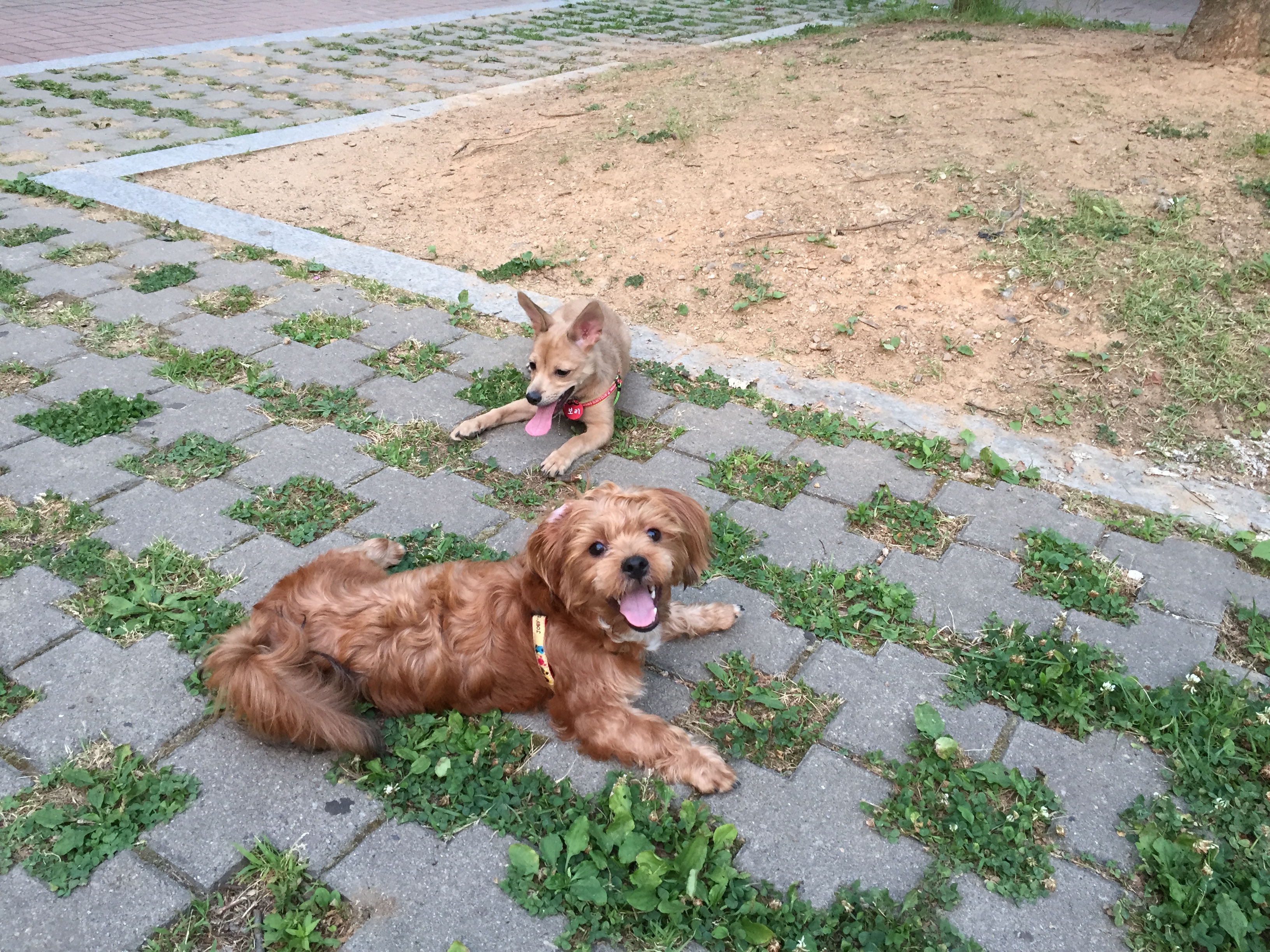 보리(하이네 육남매 중 태희) 입양 후기 3