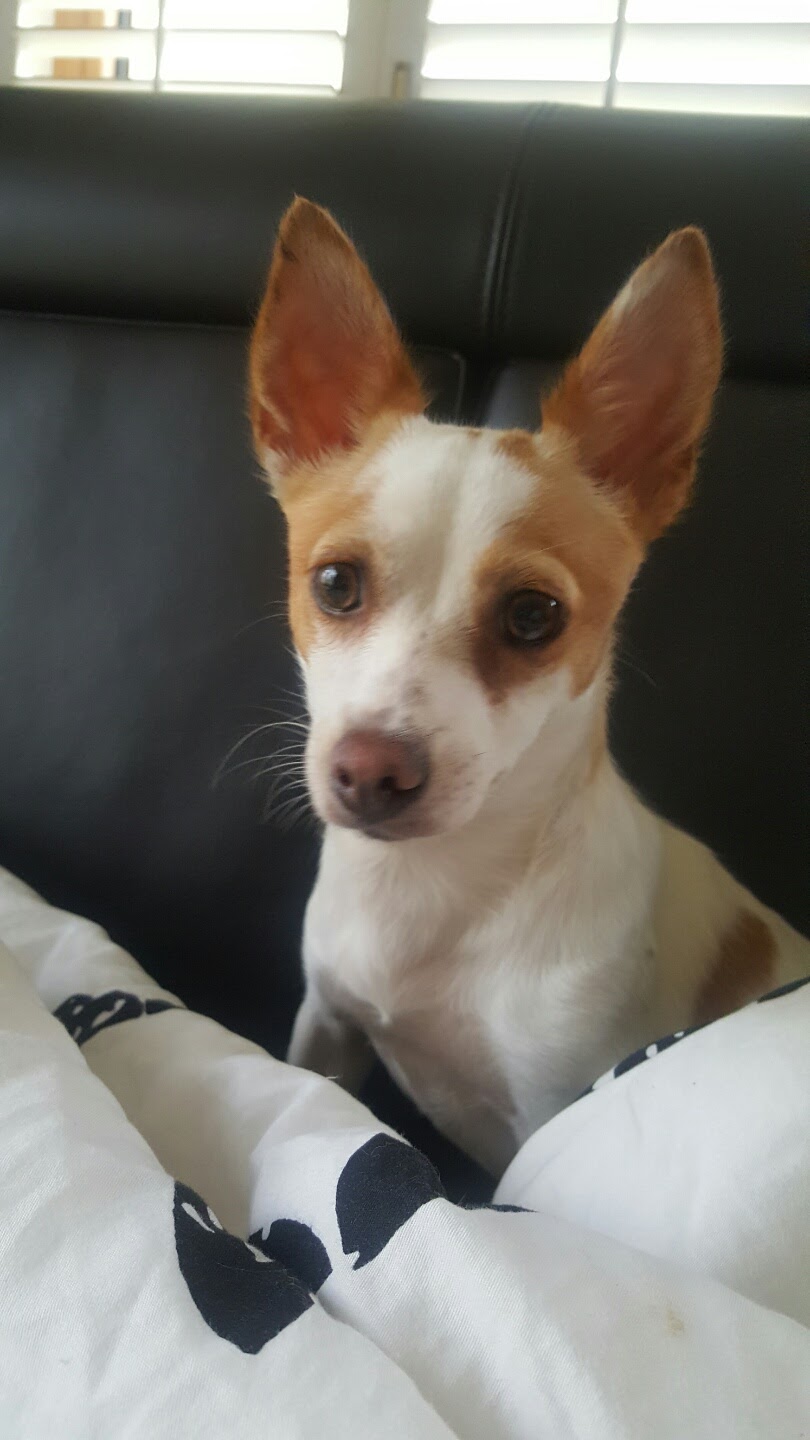 종견장에서 구해낸 파프와의 일주일