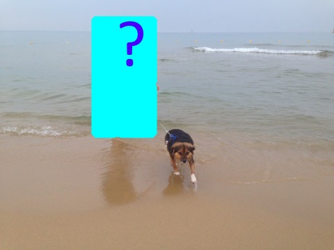 정왕이의 세상 탐방기