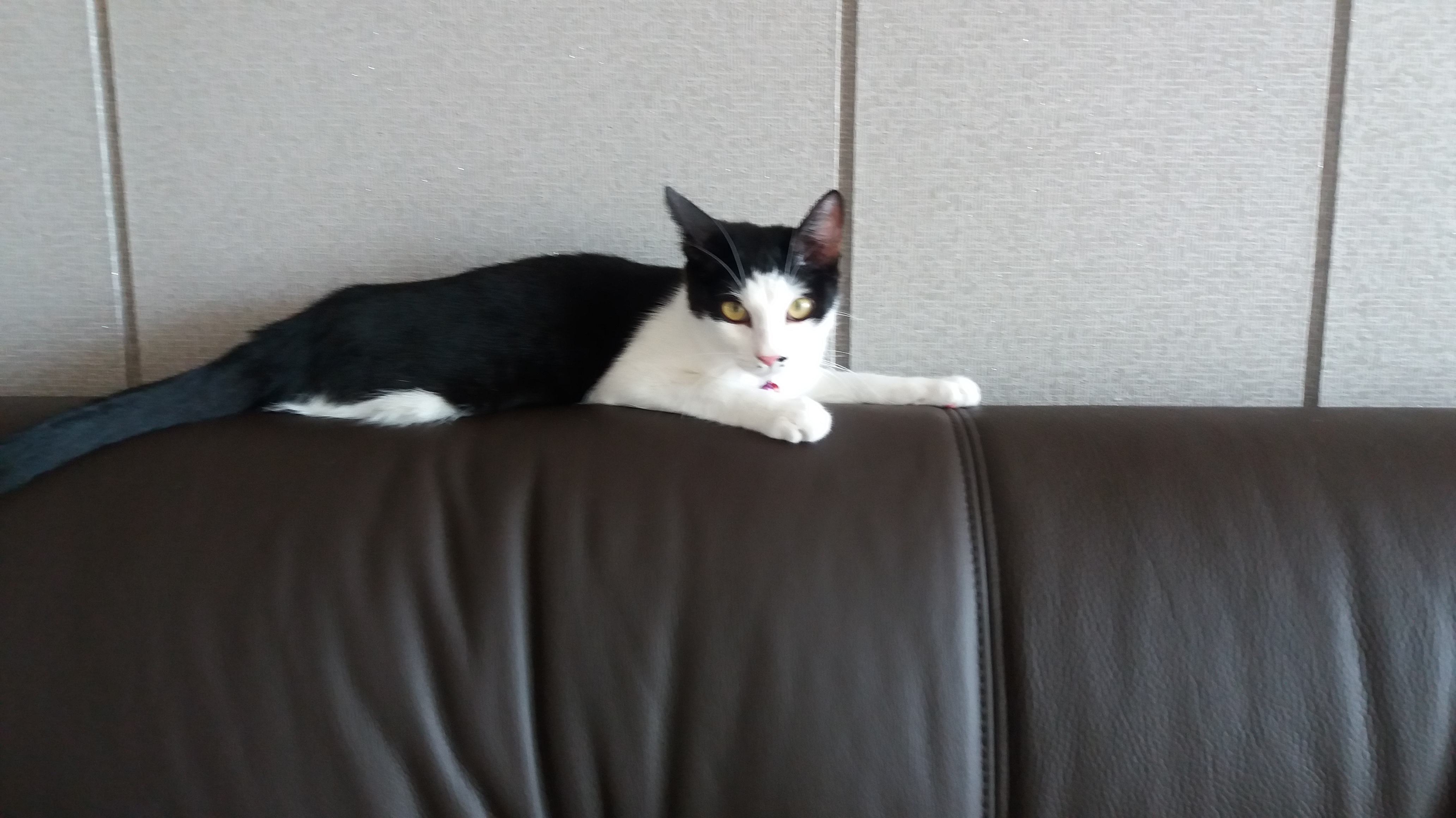 "오레오" 첫번째 입양후기 입니다.^^