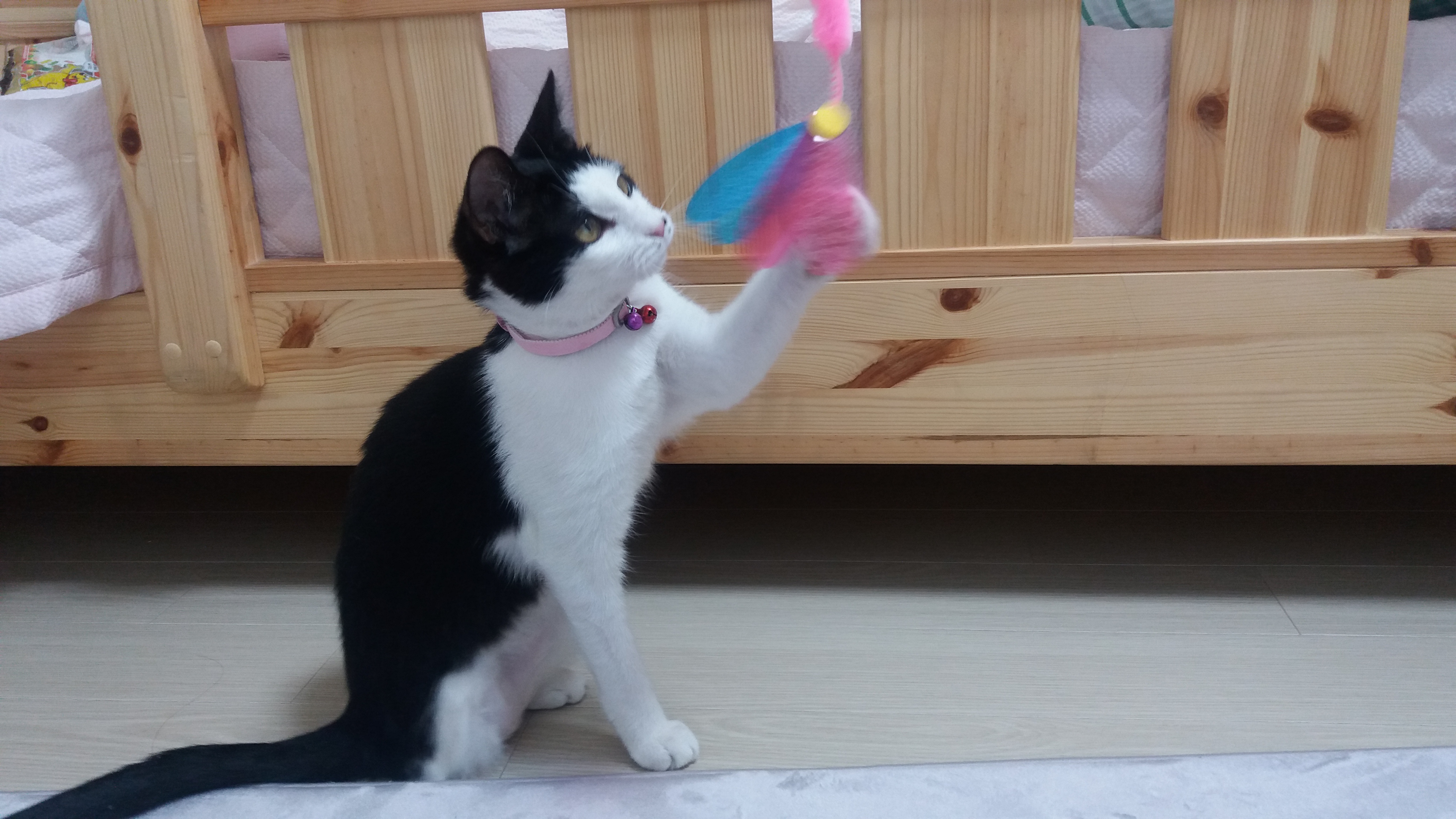 "오레오" 첫번째 입양후기 입니다.^^