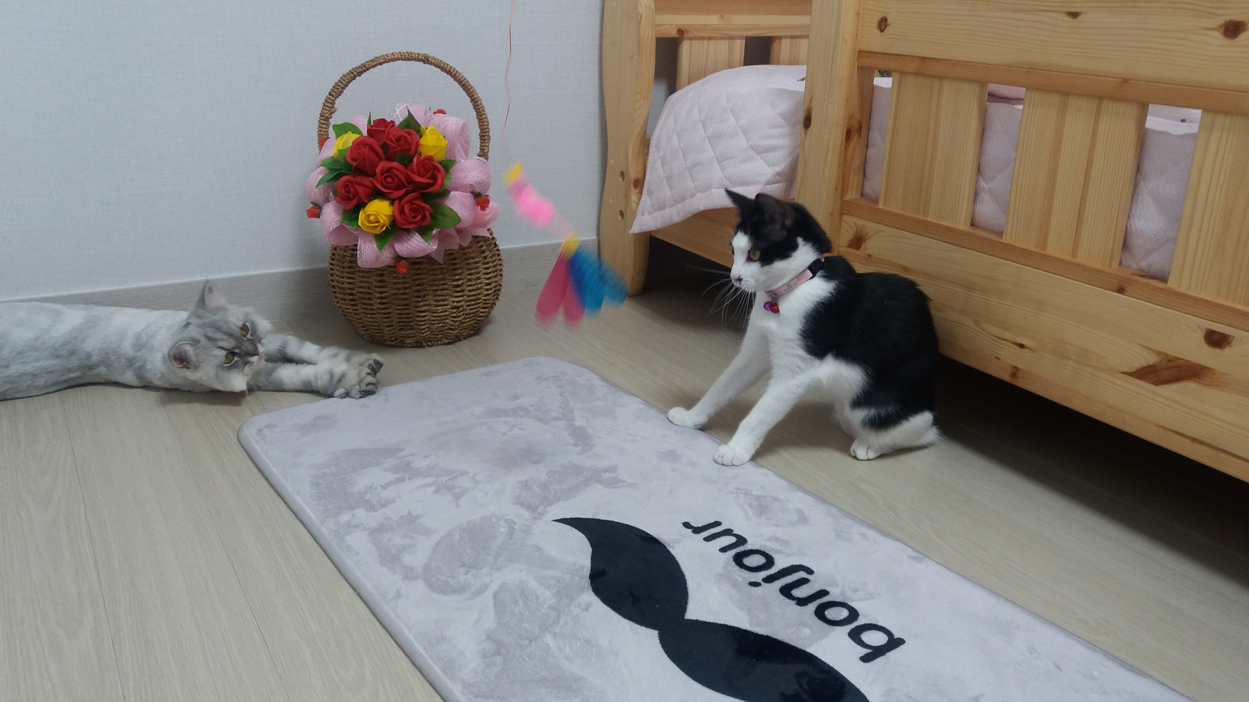 "오레오" 첫번째 입양후기 입니다.^^