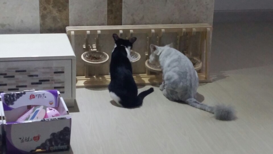 "오레오" 첫번째 입양후기 입니다.^^