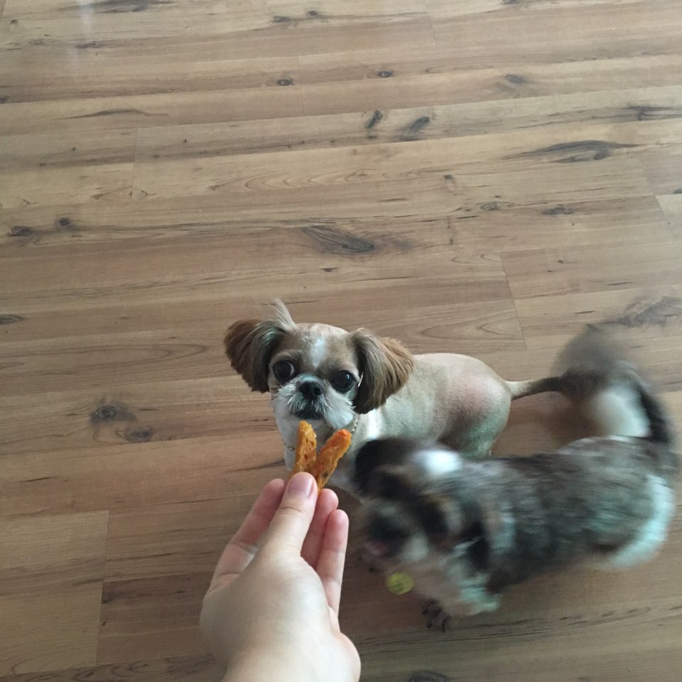 두리안의 두번째 임보일기!