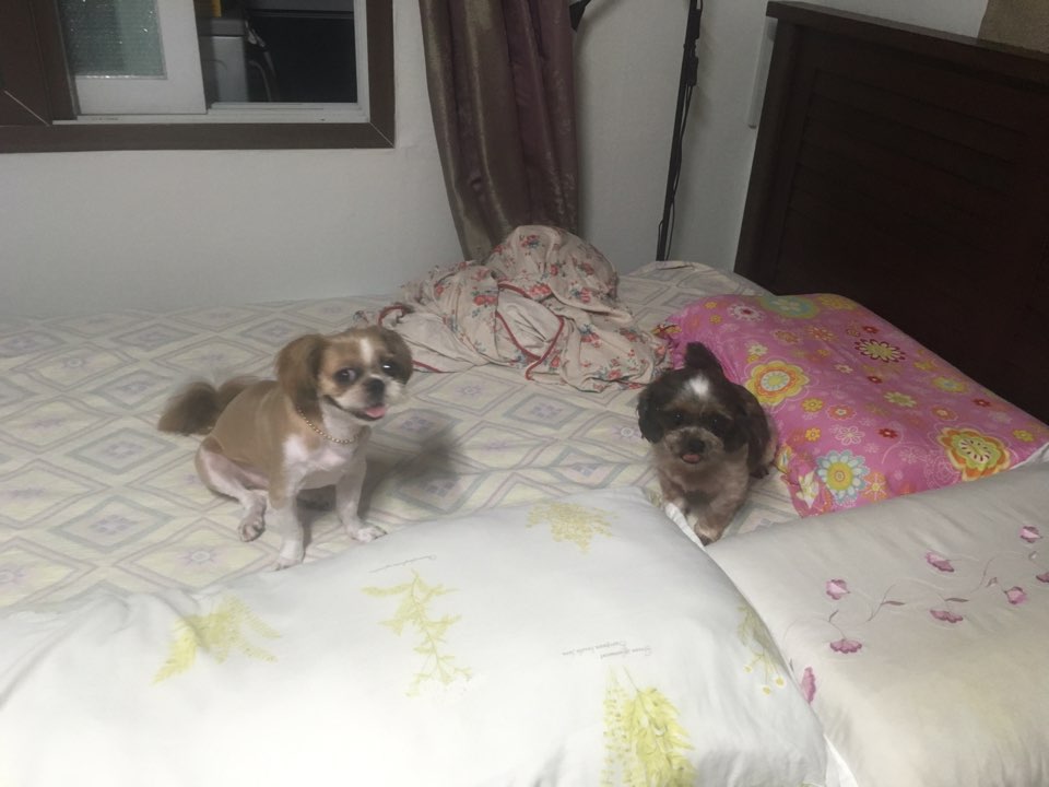 두리안의 두번째 임보일기!