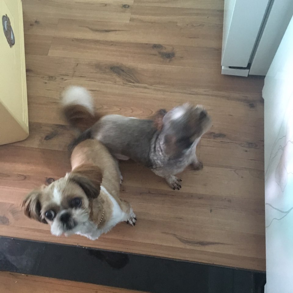 두리안의 두번째 임보일기!