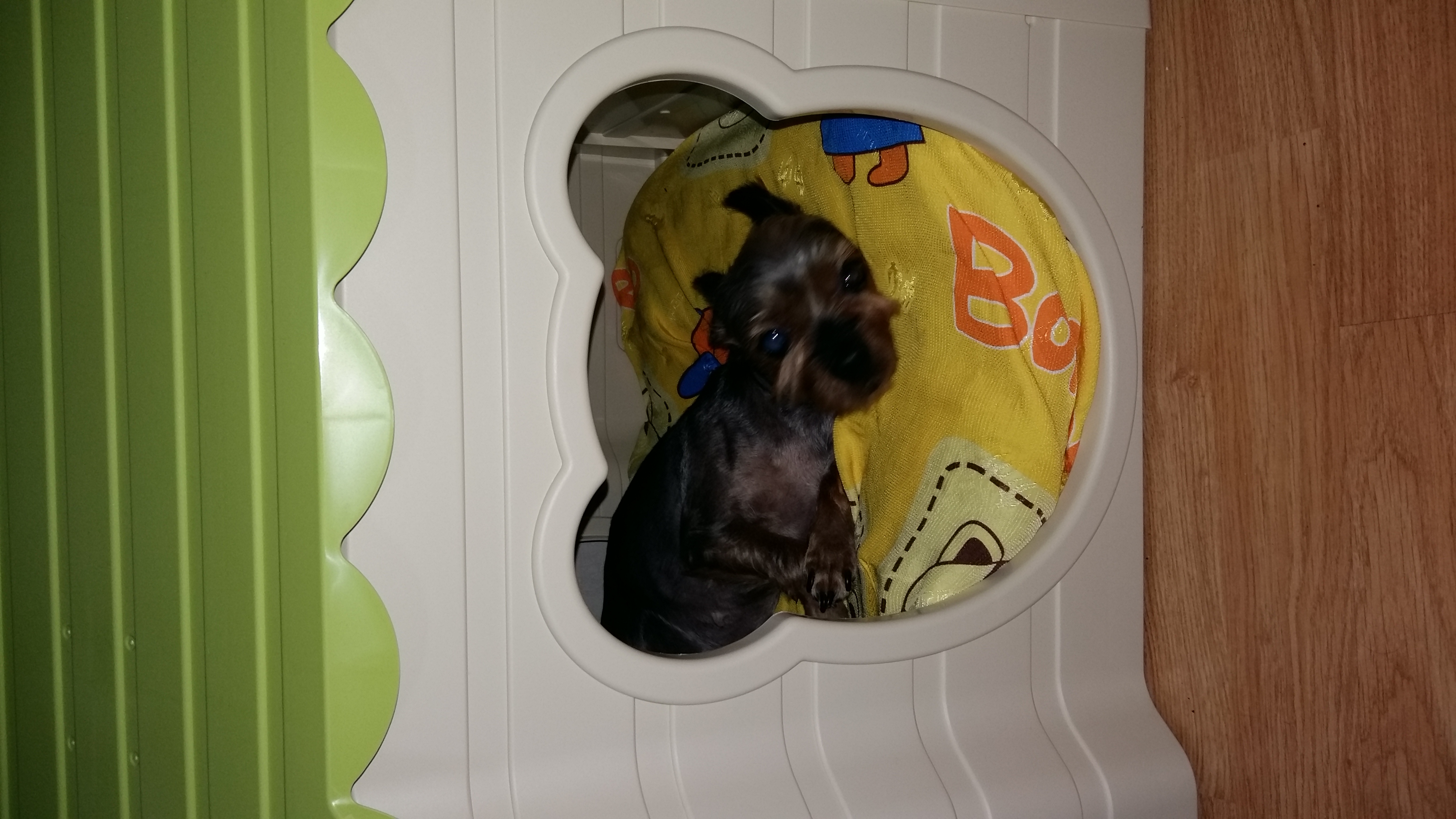 샤넬(슈가) 임보 2주차 입니다.