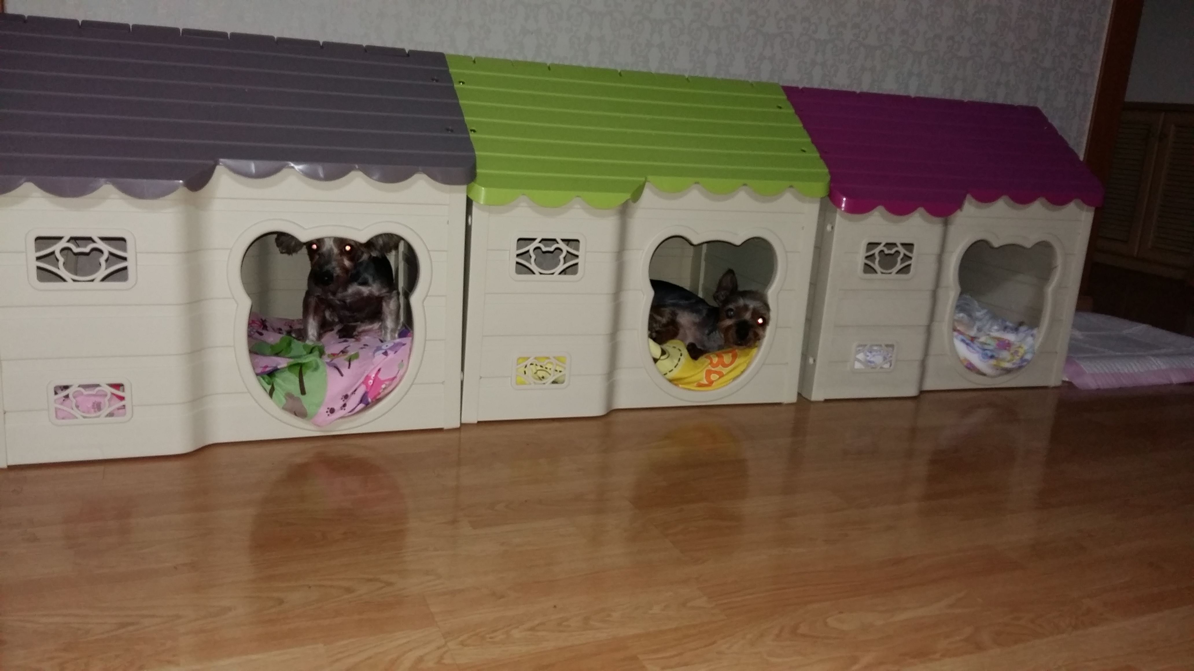 샤넬(슈가) 임보 2주차 입니다.