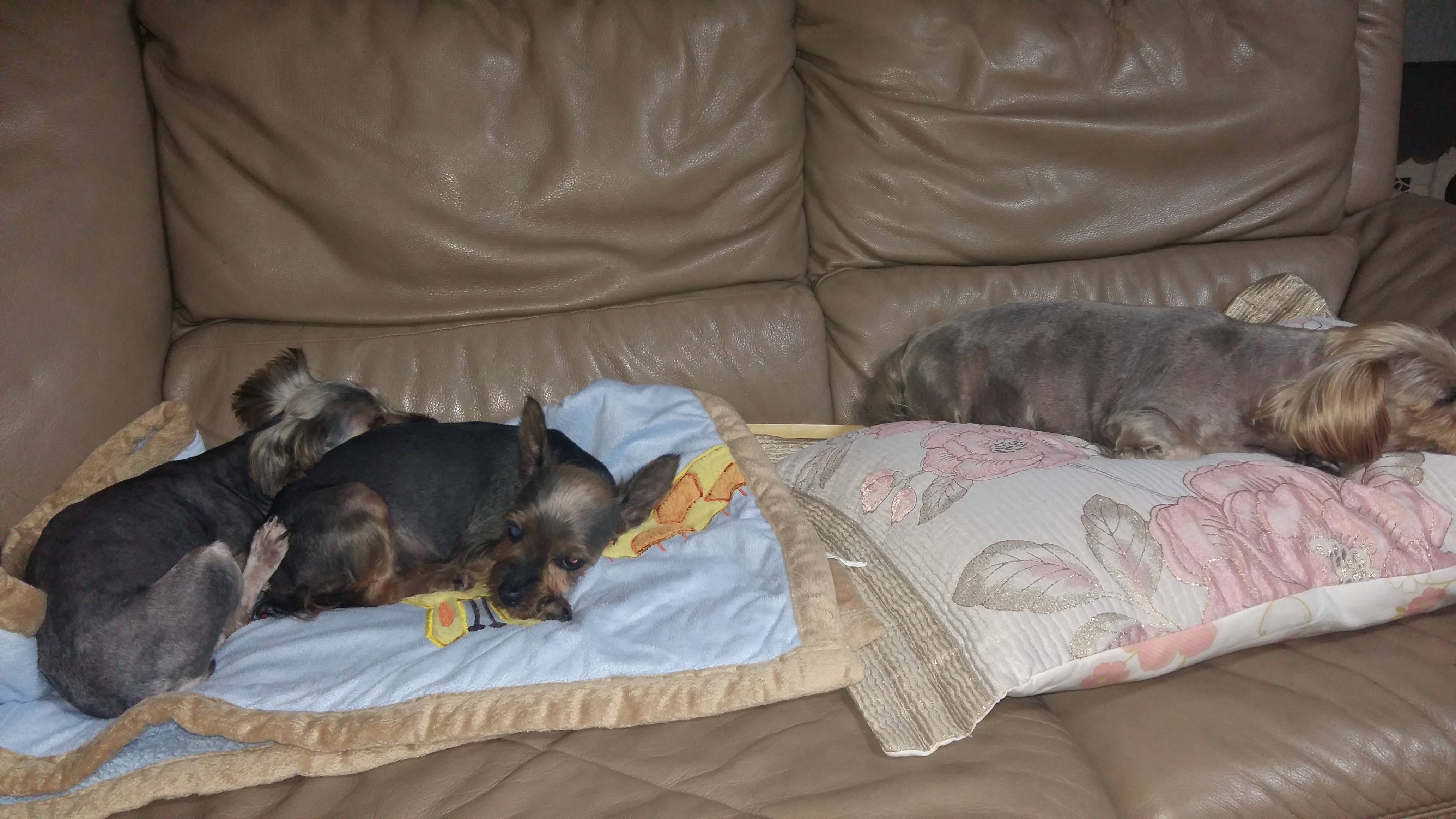 샤넬(슈가) 임보 2주차 입니다.