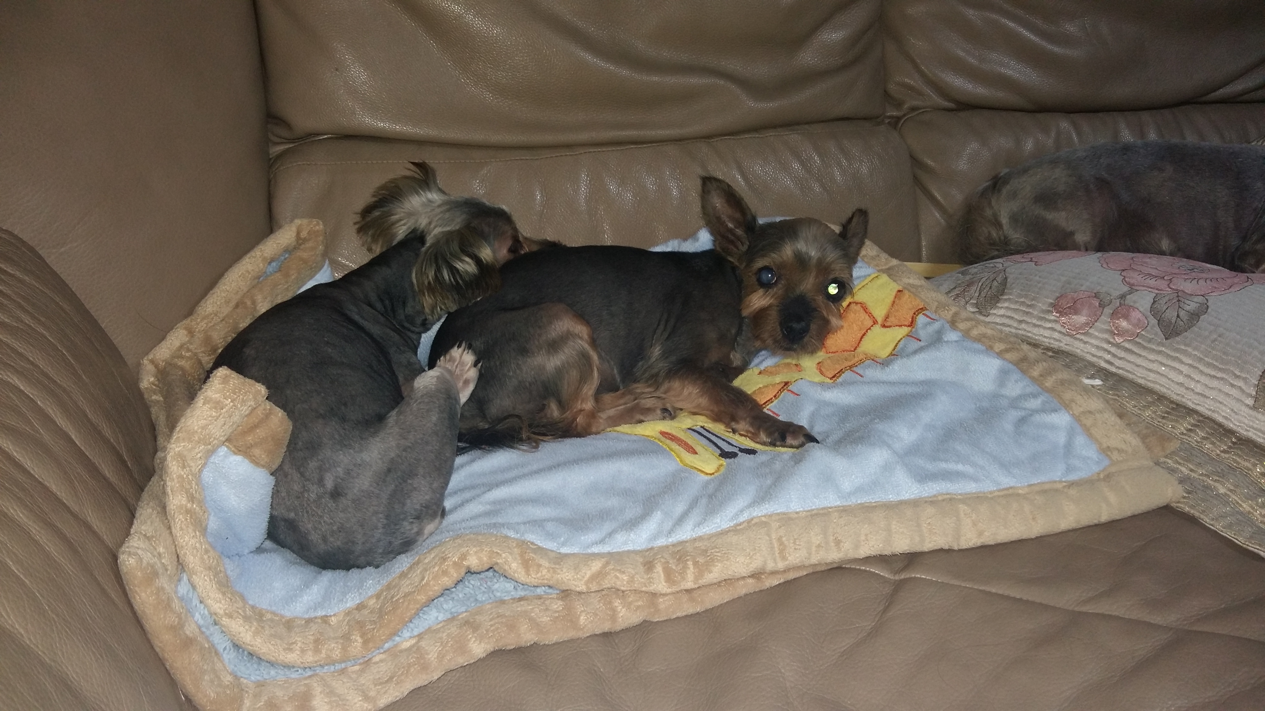 샤넬(슈가) 임보 2주차 입니다.