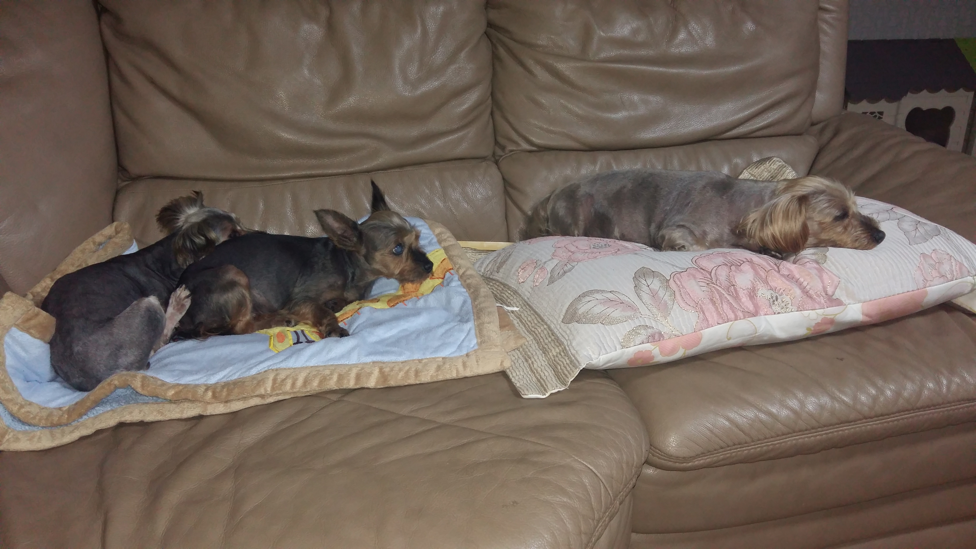 샤넬(슈가) 임보 2주차 입니다.