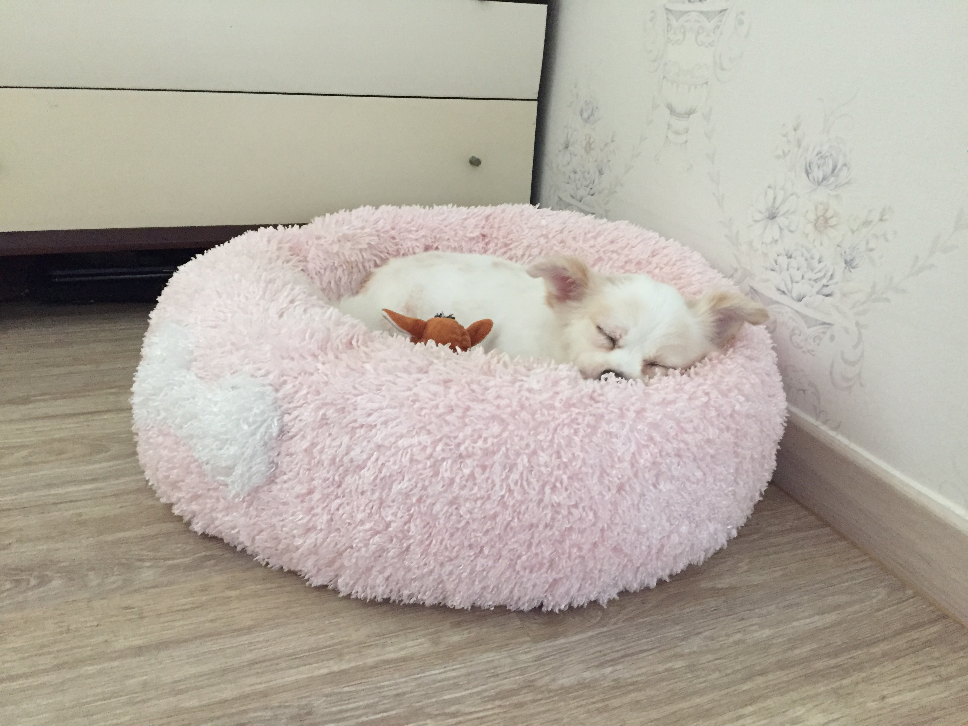 셔리 캠핑 다녀왔어요~~