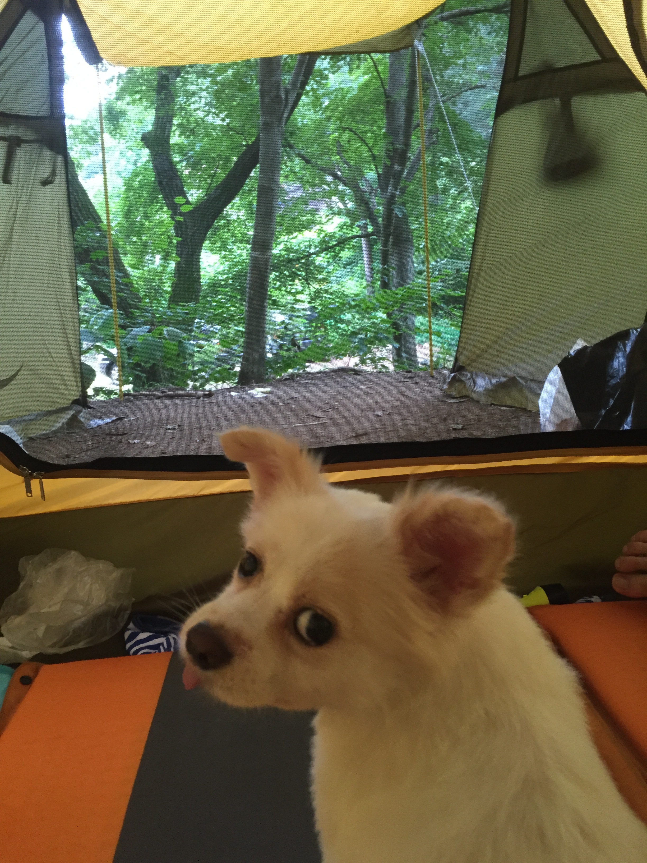 셔리 캠핑 다녀왔어요~~