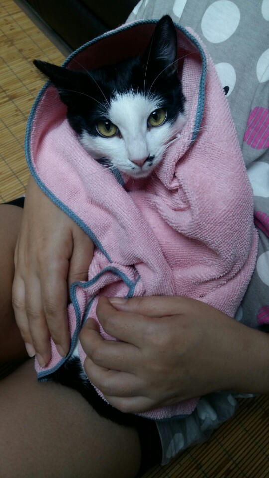 *오레오* 두번째 입양후기입니다.~^^