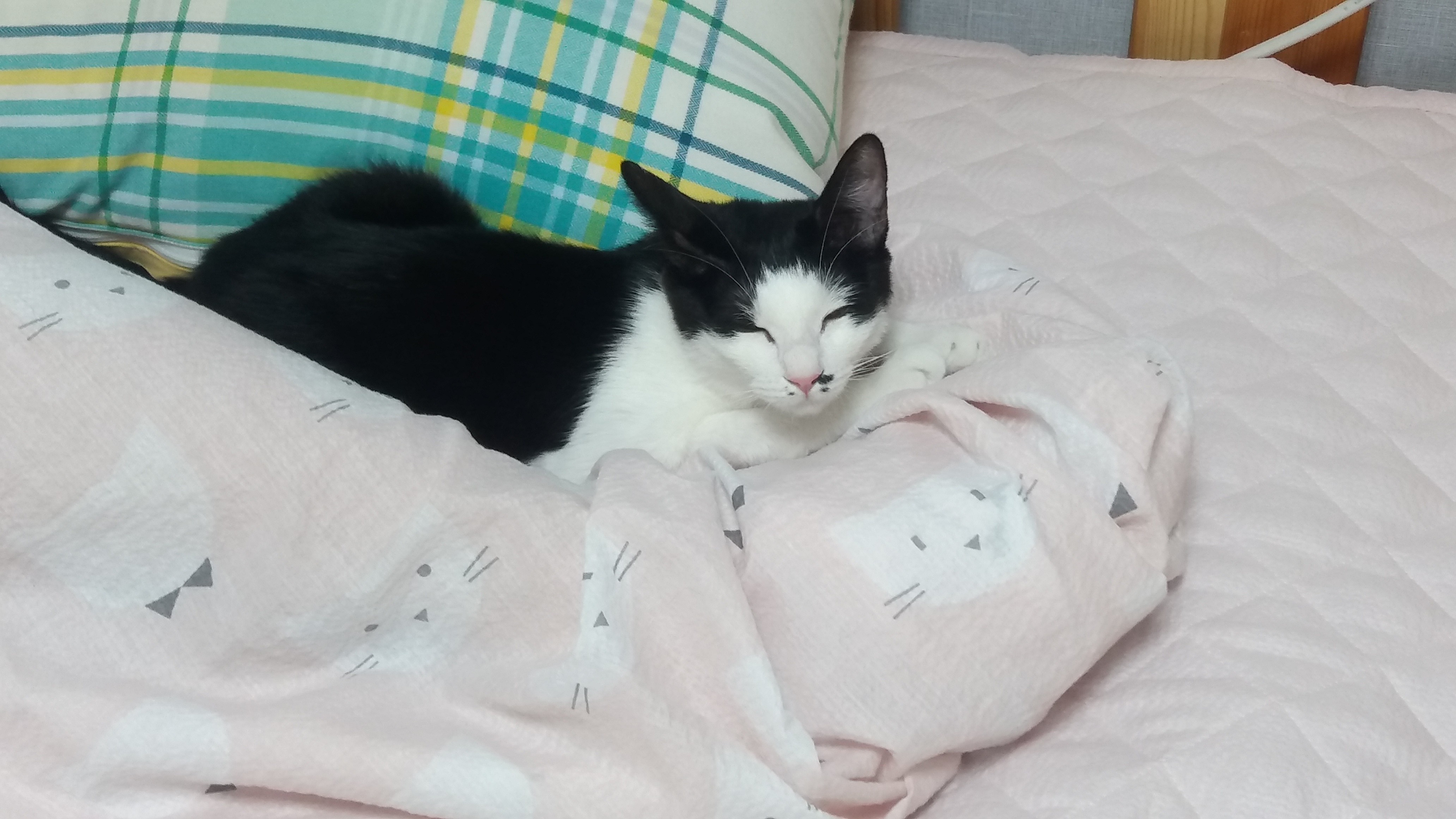 *오레오* 두번째 입양후기입니다.~^^