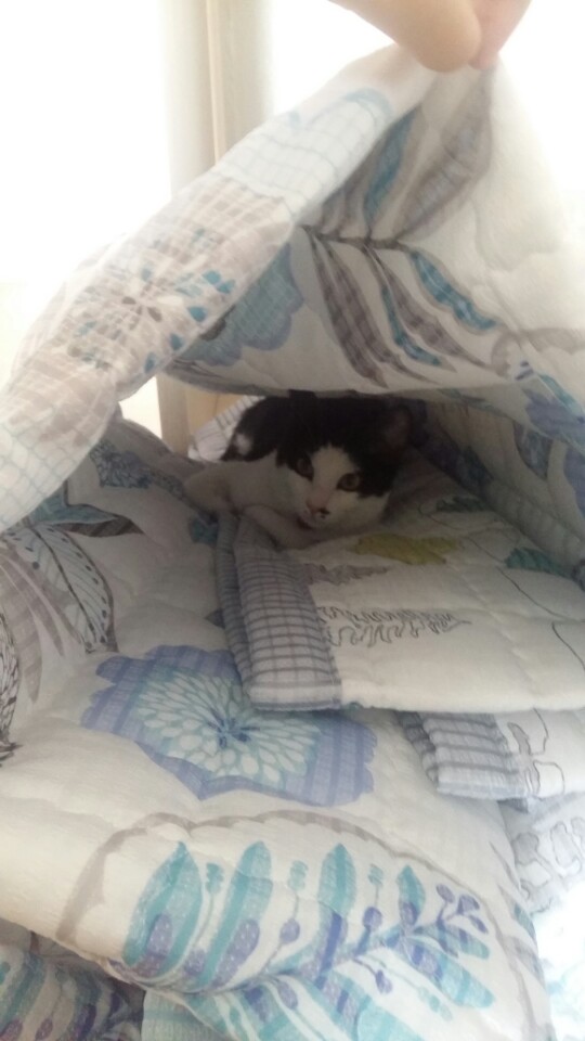 *오레오* 두번째 입양후기입니다.~^^