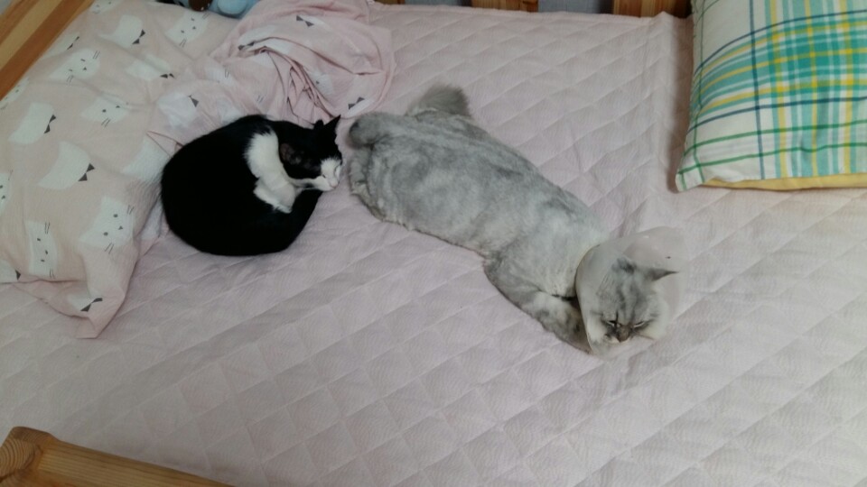 *오레오* 두번째 입양후기입니다.~^^