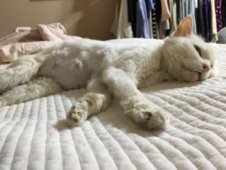 할매 입양 1일차