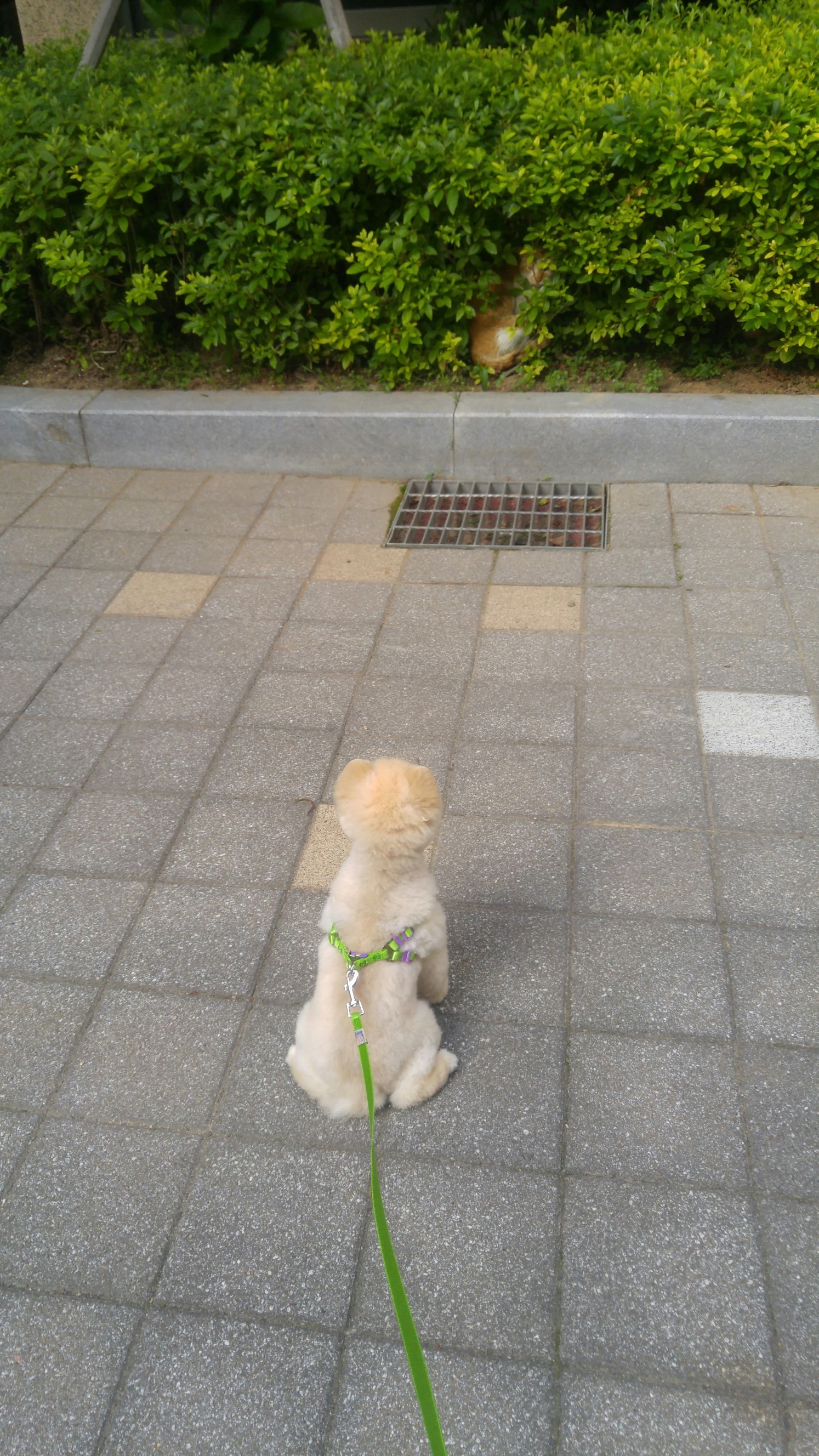 치콘이 잘 지내고 있어요^^