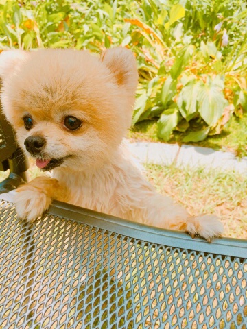 치콘이 잘 지내고 있어요^^