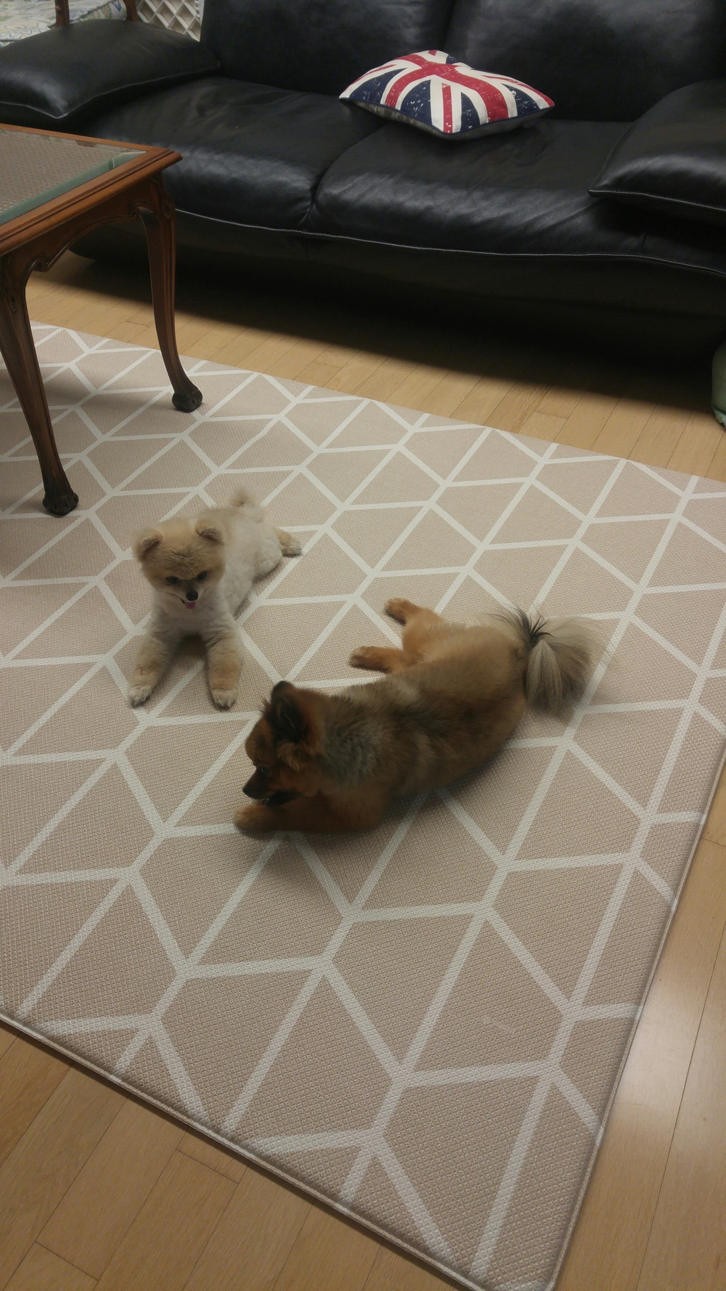 치콘이 잘 지내고 있어요^^