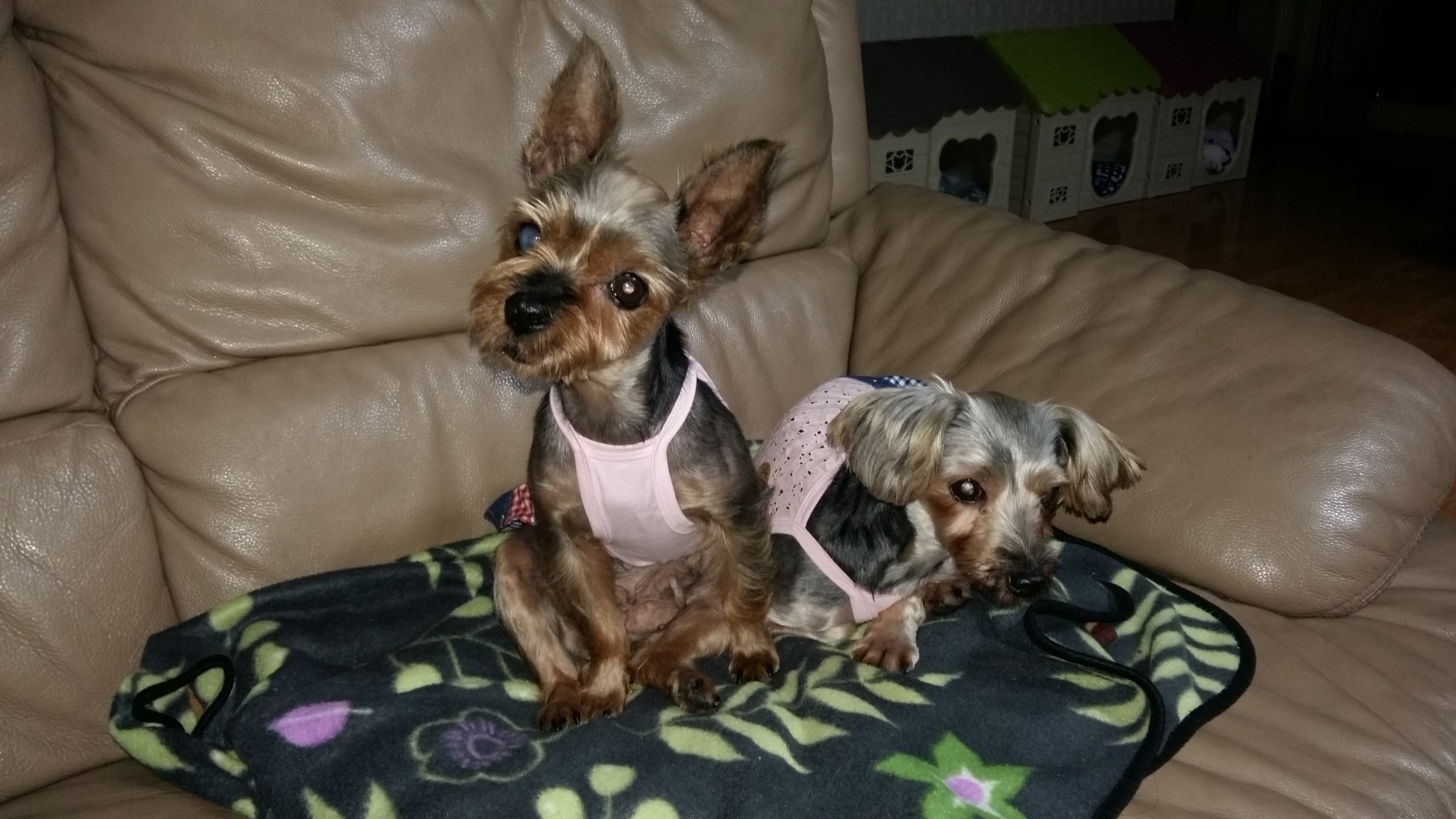 티파니(밤이), 샤넬(슈가) 소식이에요!