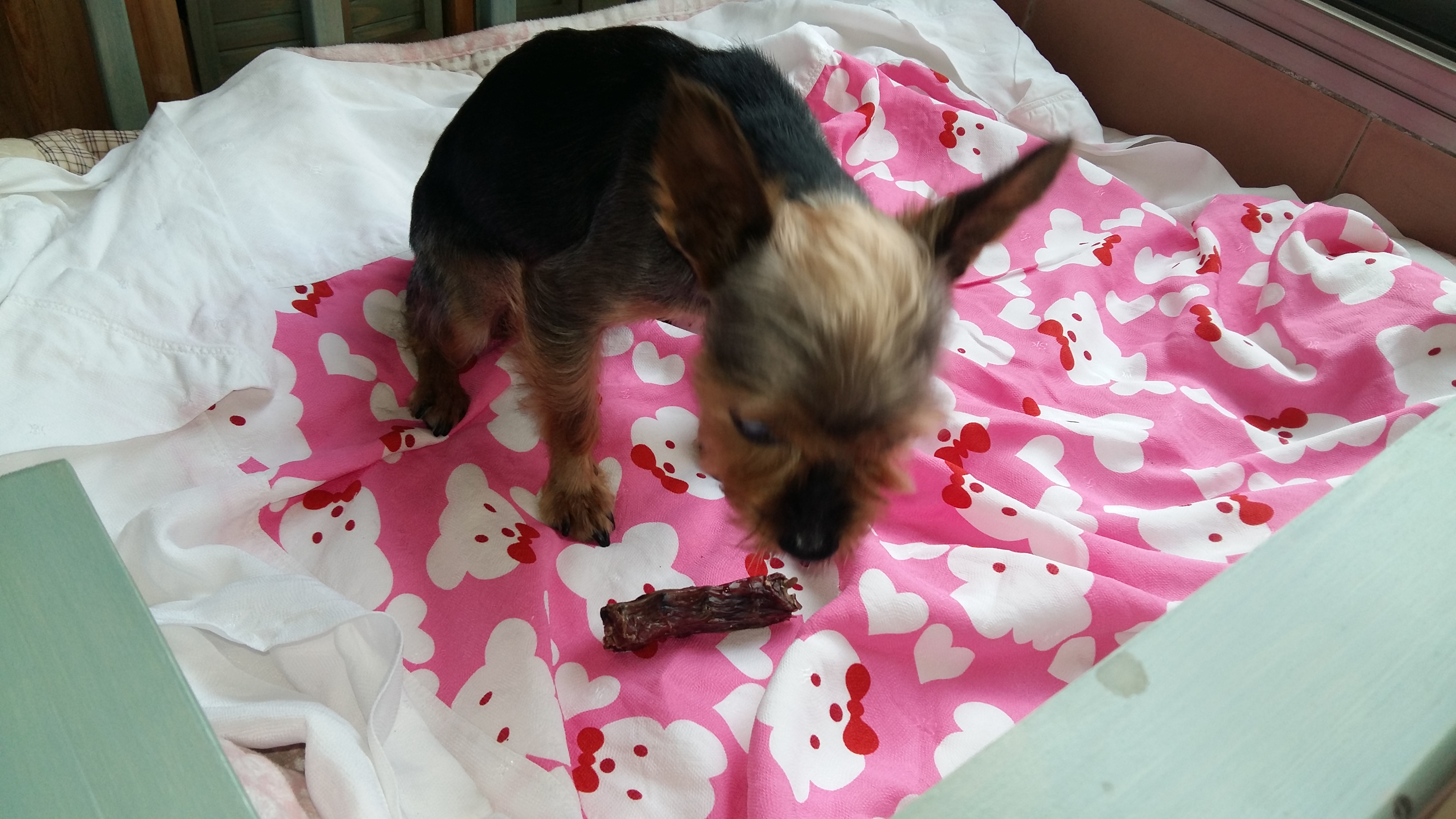 티파니(밤이), 샤넬(슈가) 소식이에요!