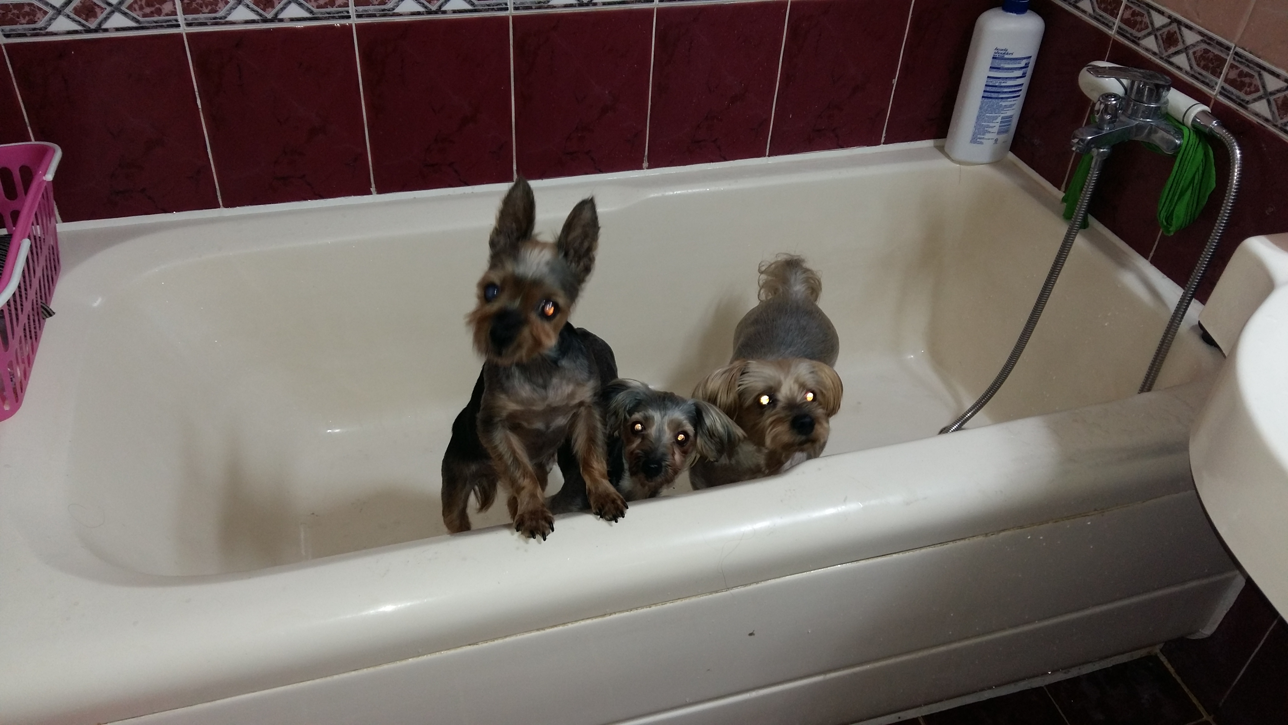 티파니(밤이), 샤넬(슈가) 소식이에요!