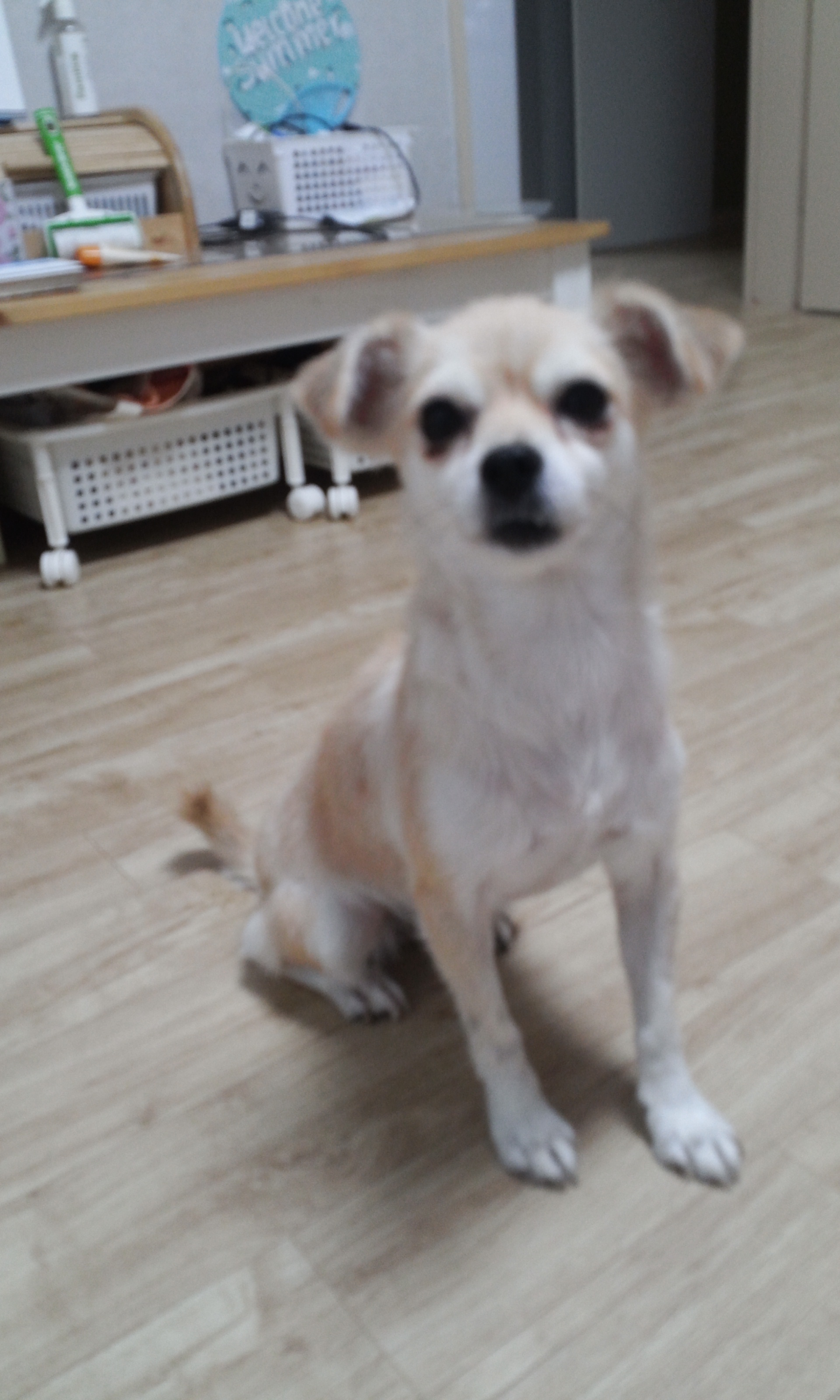 우리 레몬이 두번째 이야기~