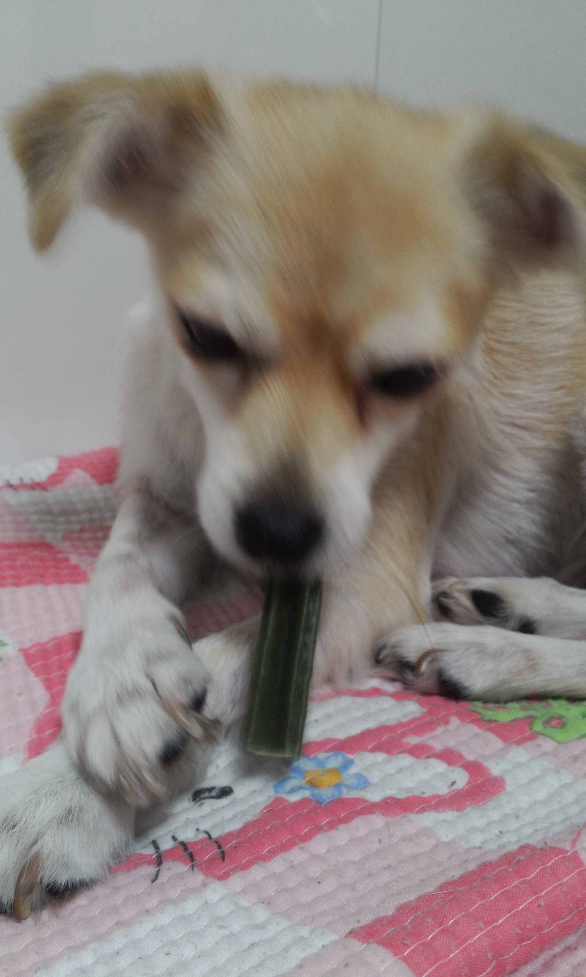 우리 레몬이 두번째 이야기~