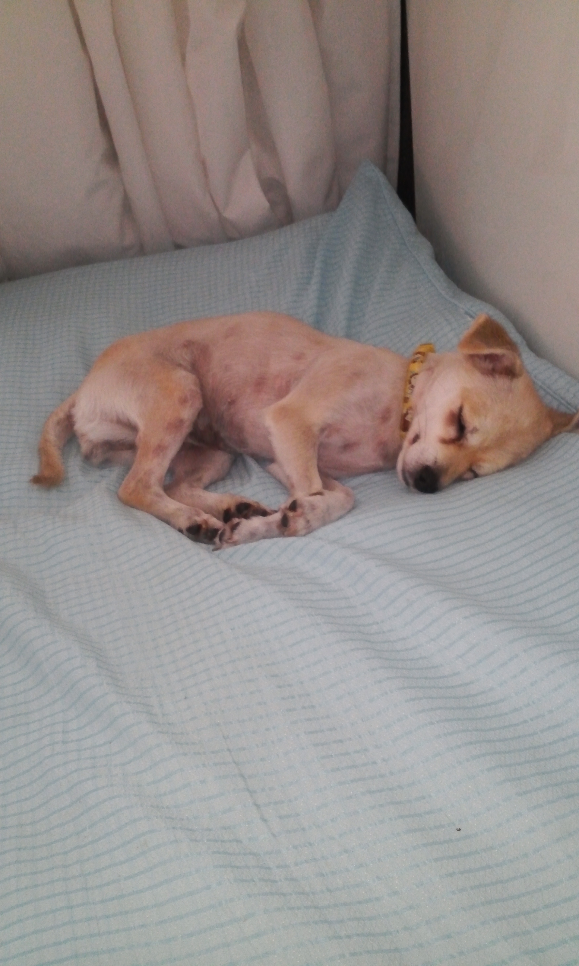 우리 레몬이 두번째 이야기~