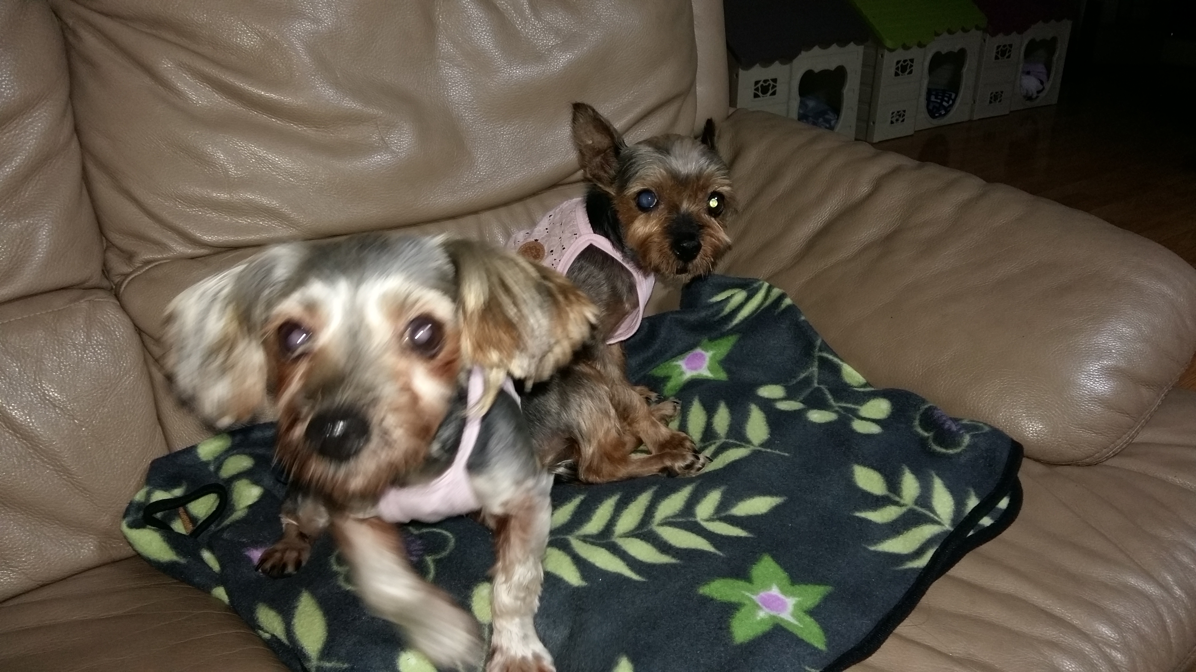 티파니(밤이), 샤넬(슈가) 사진첨부