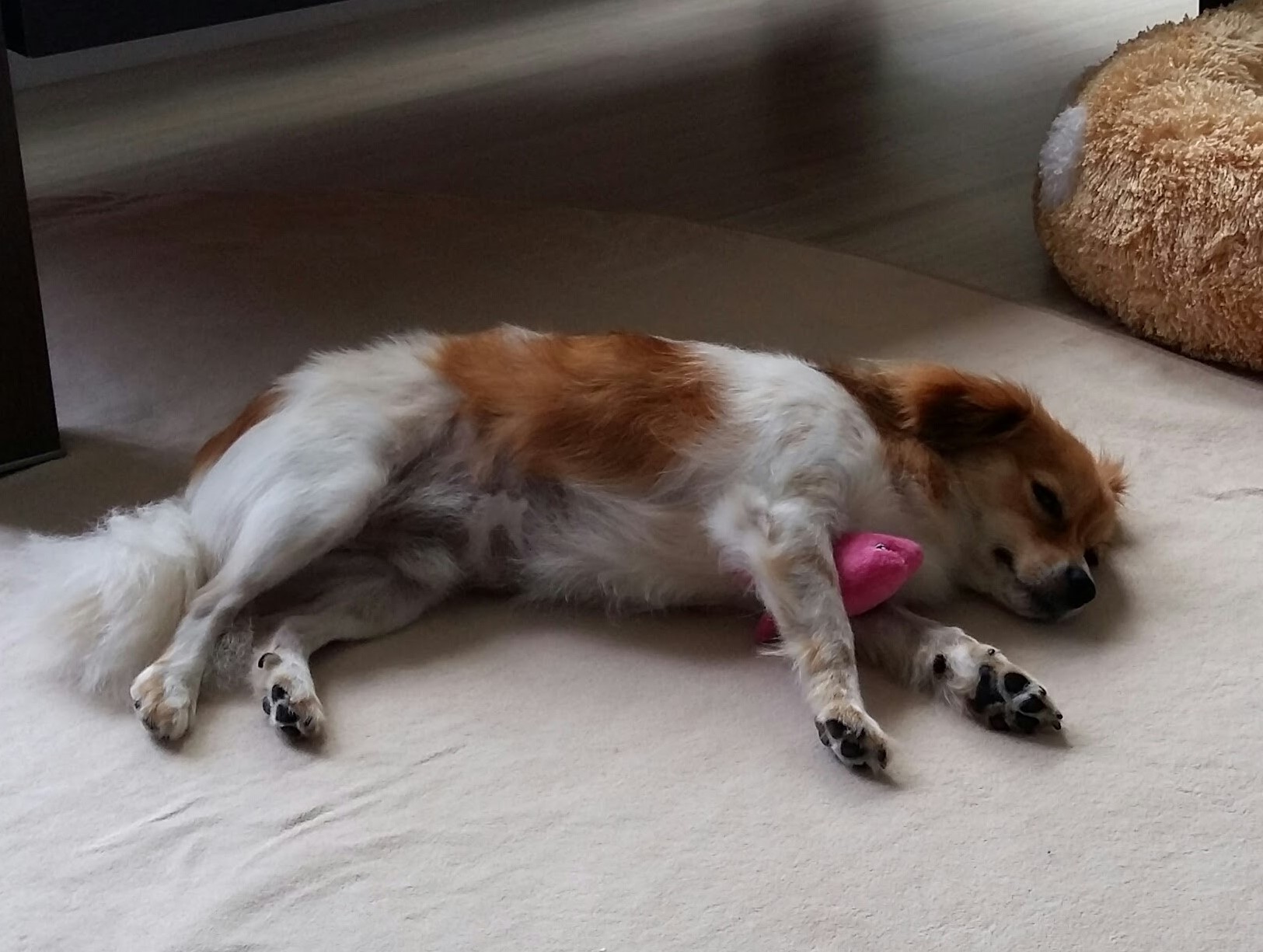 제주 콩이(가온) 첫 수영 했습니다.