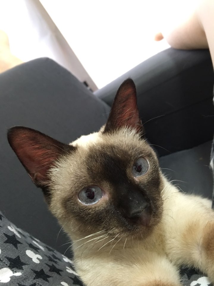 보아 입양후기(2)