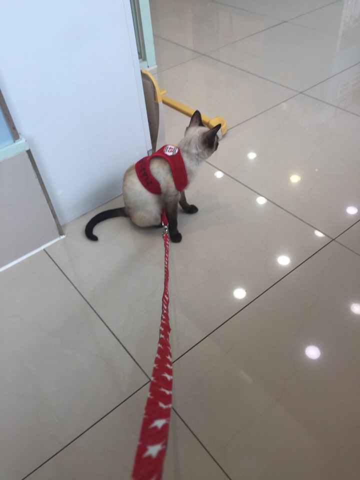 보아 입양후기(2)