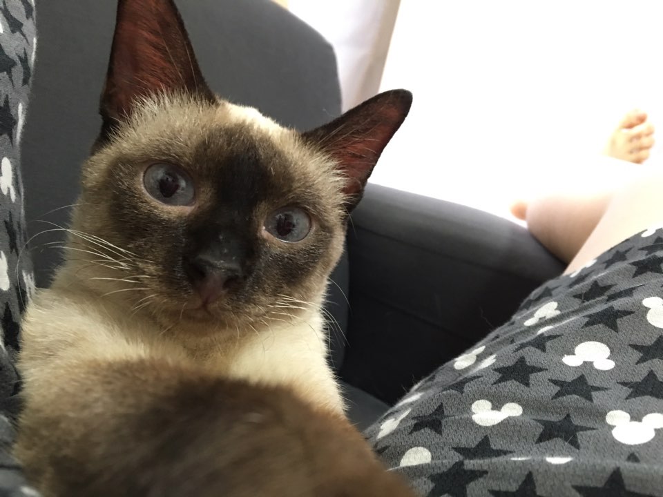 보아 입양후기(2)