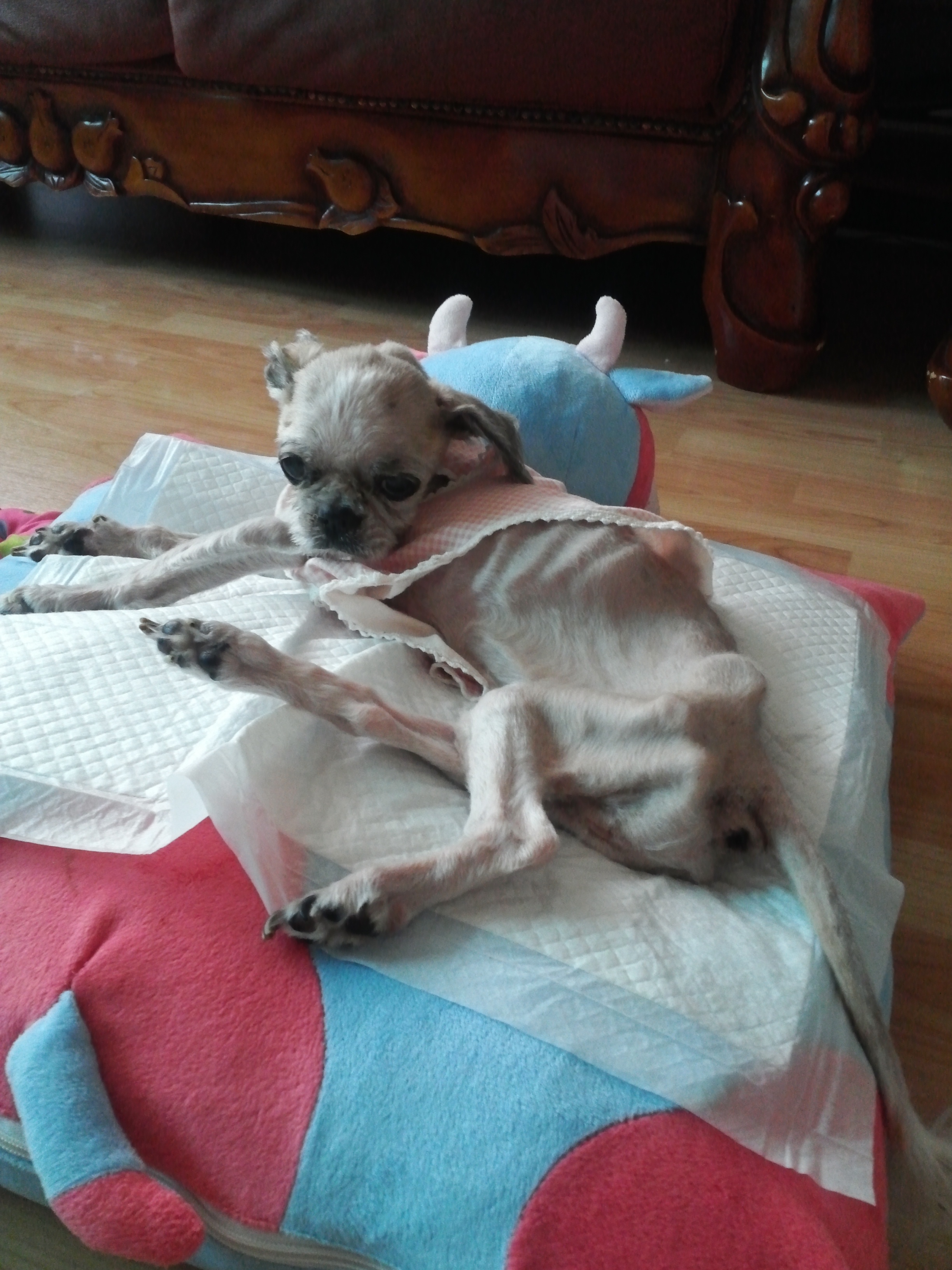 16살 쭈 방금 생을 마감했어요. 