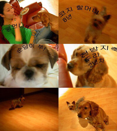 16살 쭈 방금 생을 마감했어요. 