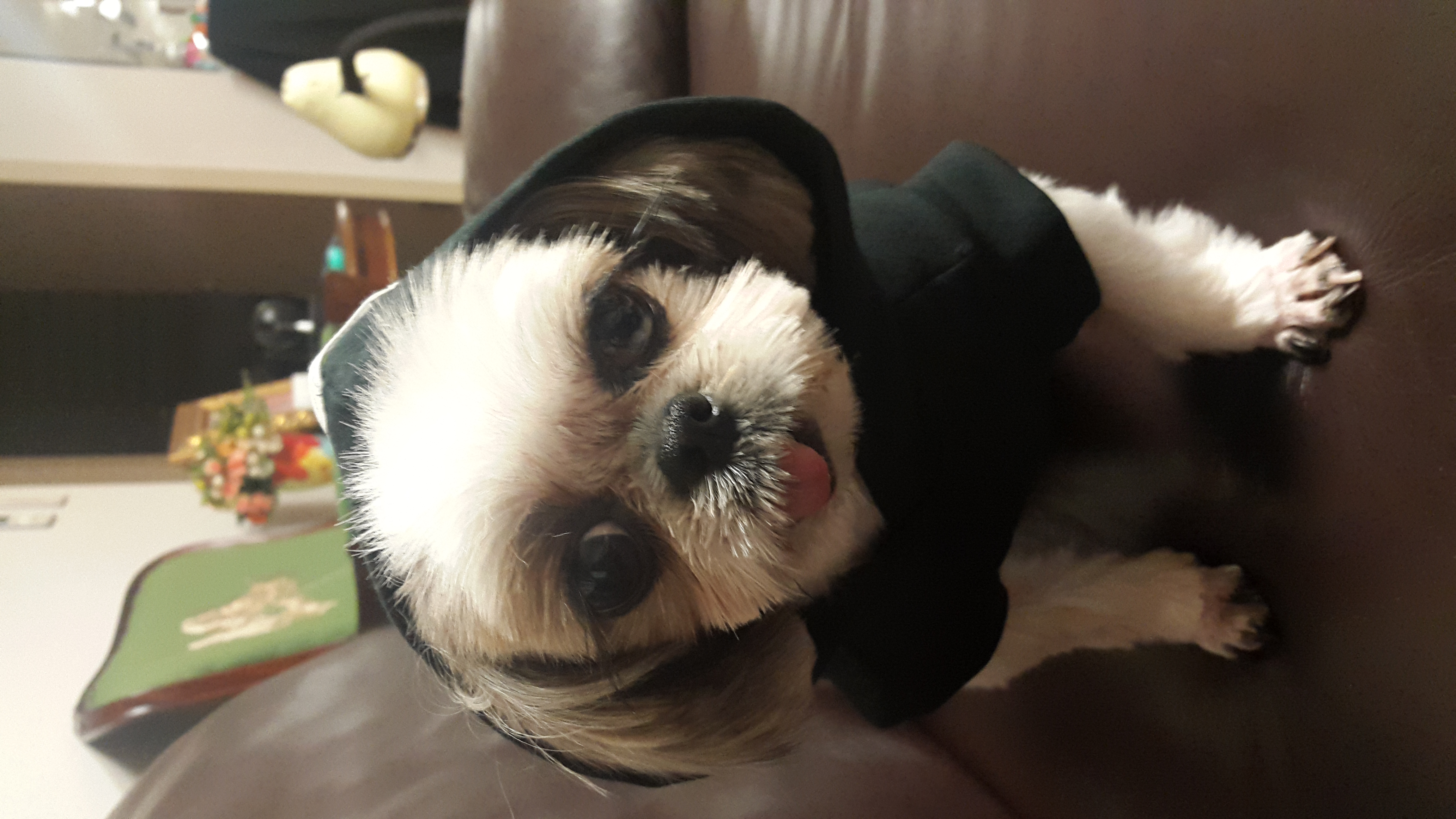 상수동 자두 입양후기 세번째