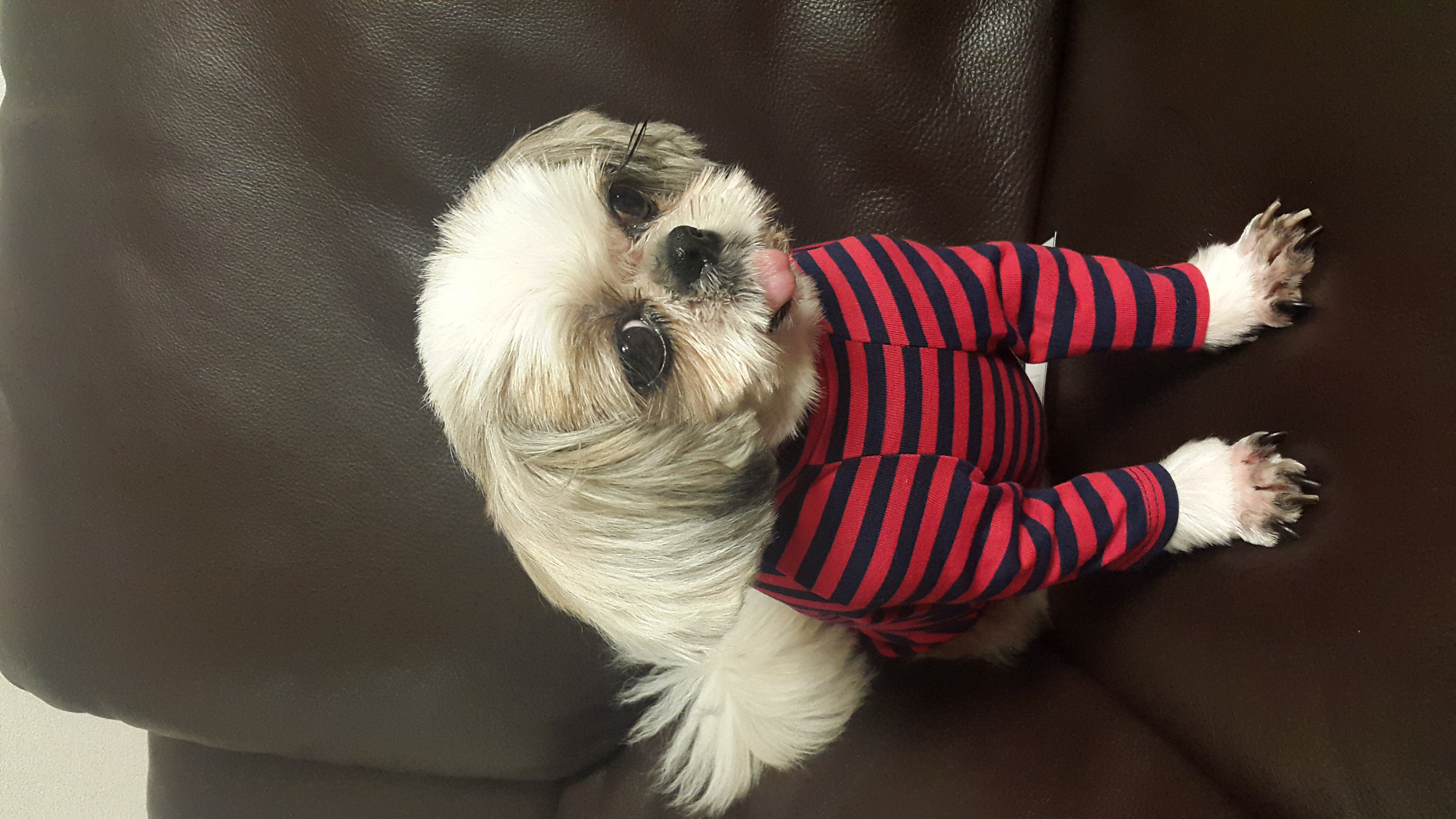 상수동 자두 입양후기 세번째