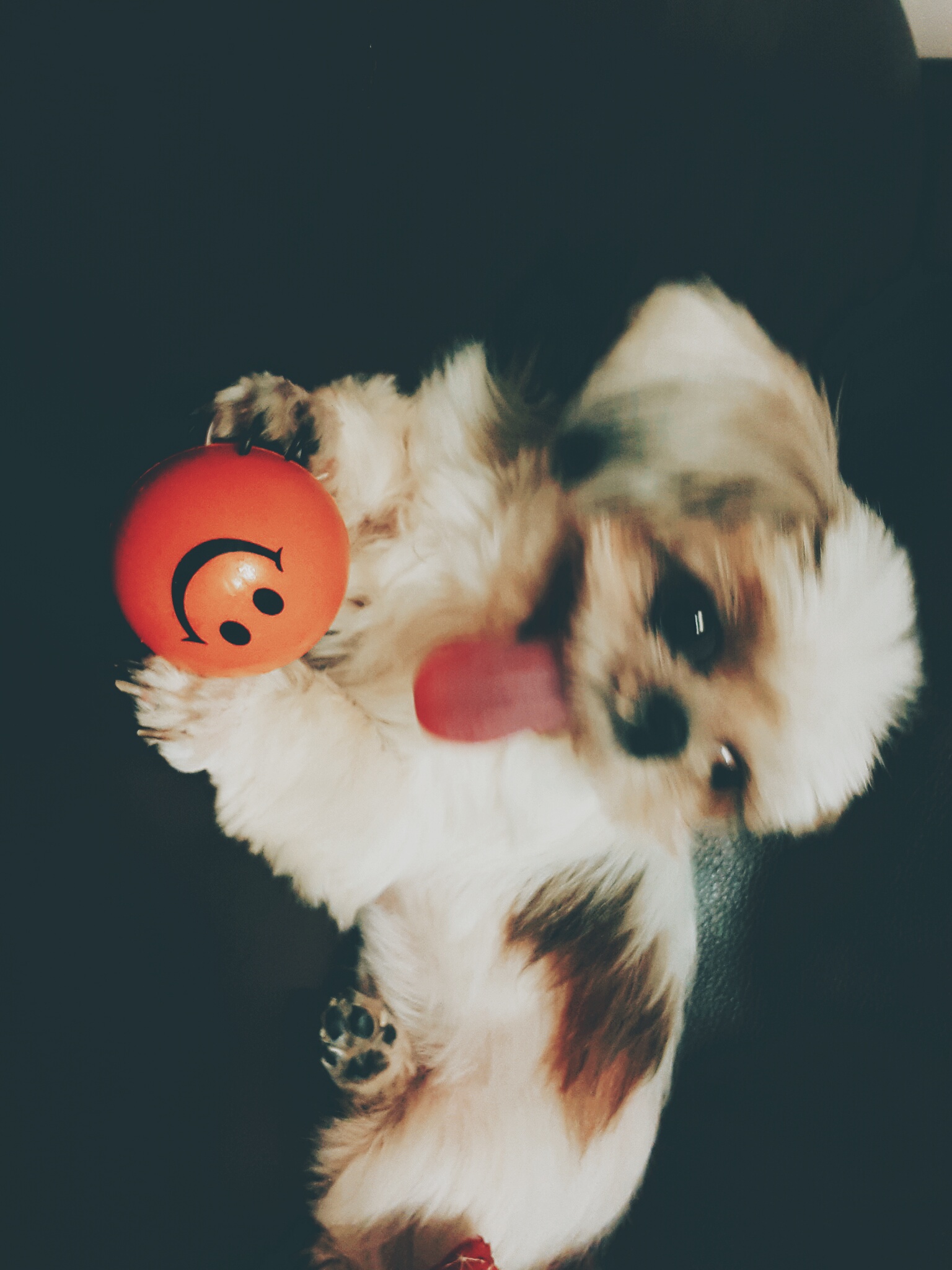 상수동 자두 입양후기 세번째