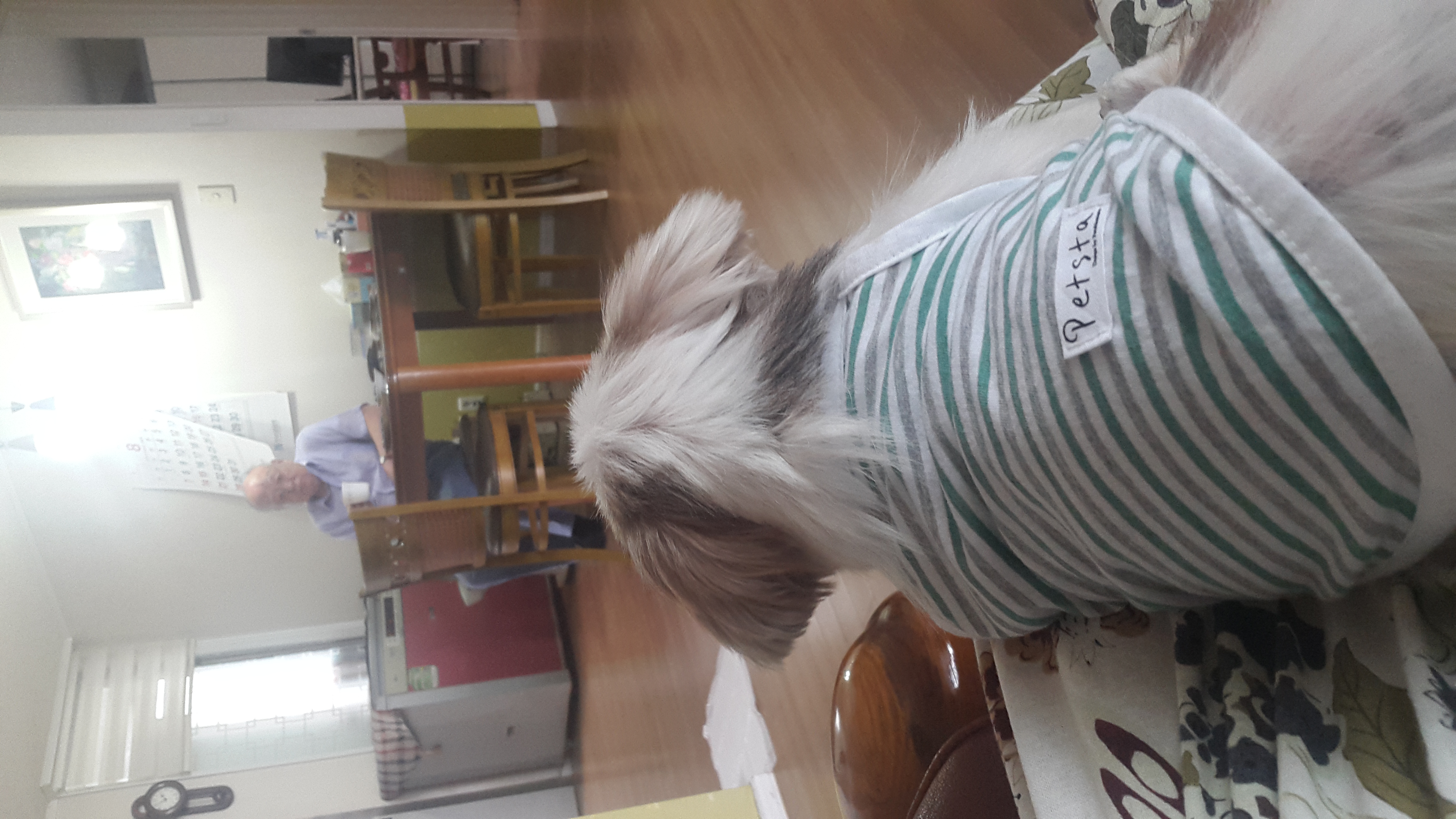 상수동 자두 입양후기 세번째