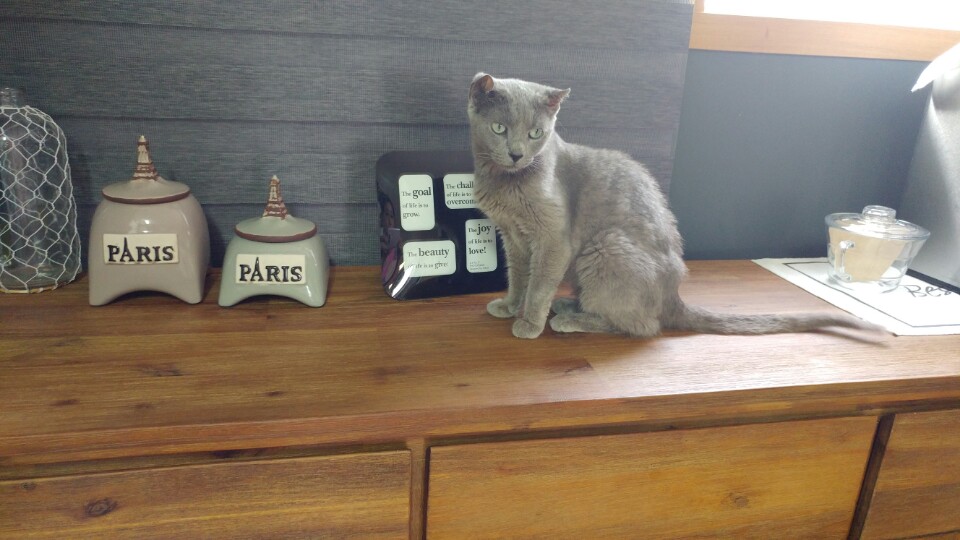 가을이=깔이 입양후기(3)