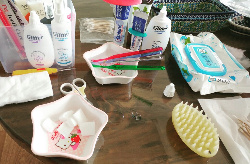 가을이=깔이 입양후기(3)