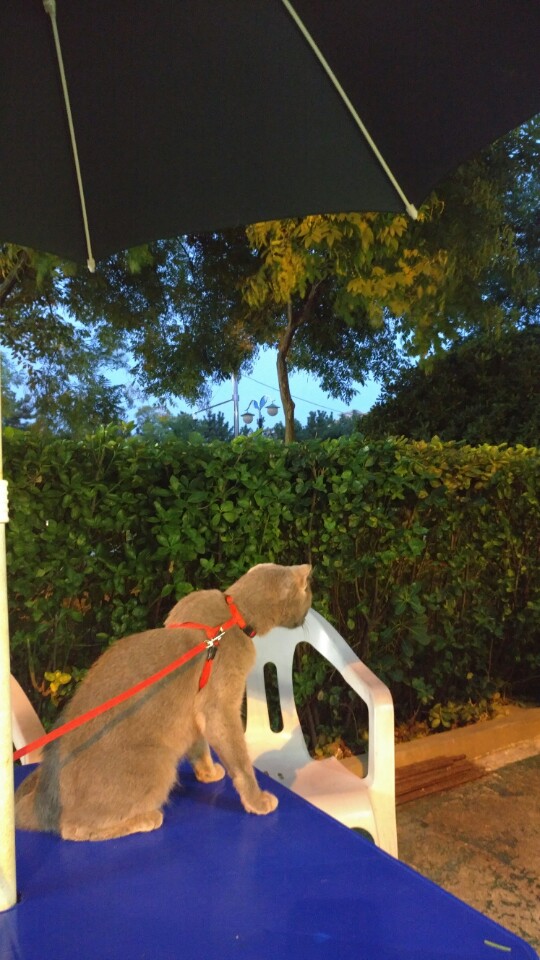 가을이=깔이 입양후기(3)