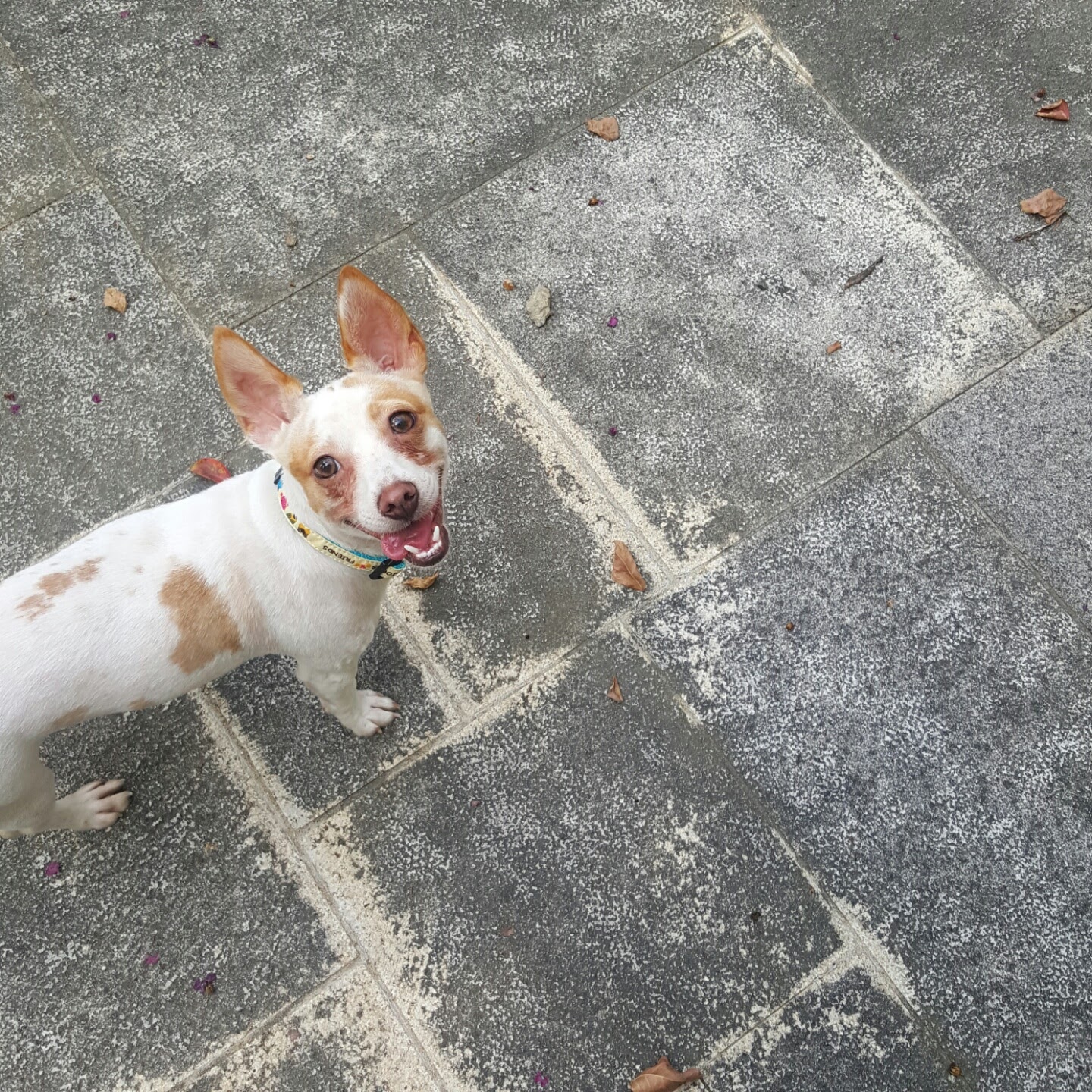 응가먹는 파프와의 한달