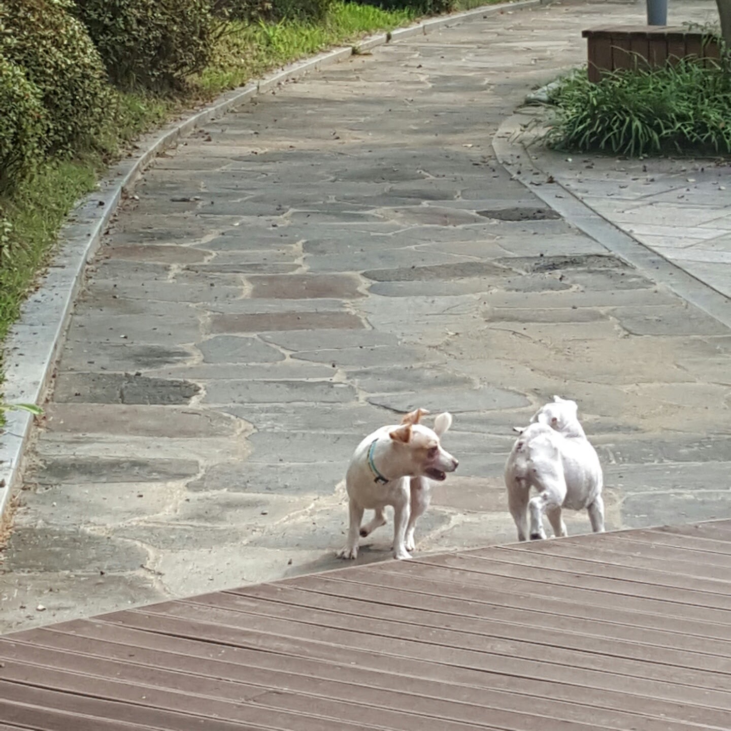 응가먹는 파프와의 한달